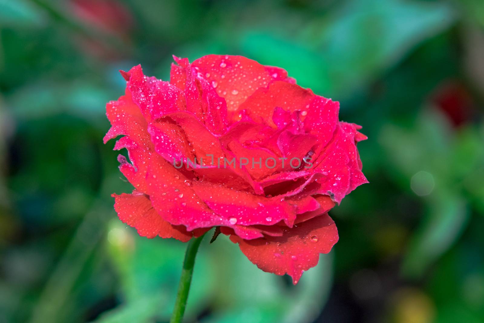 Red rose with water drops in park