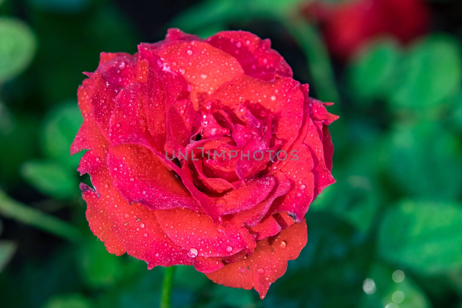 Red rose with water drops in park