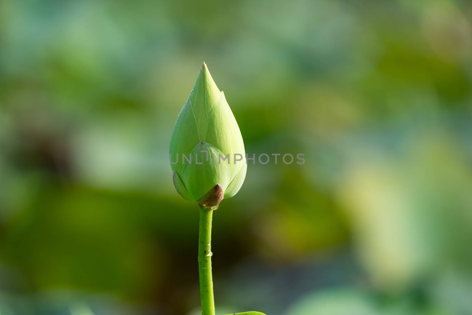 White lotus flower with green leaf background