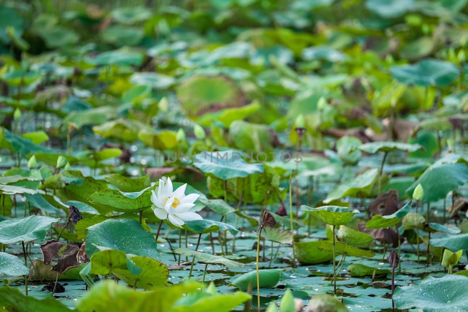 White lotus flower with green leaf background