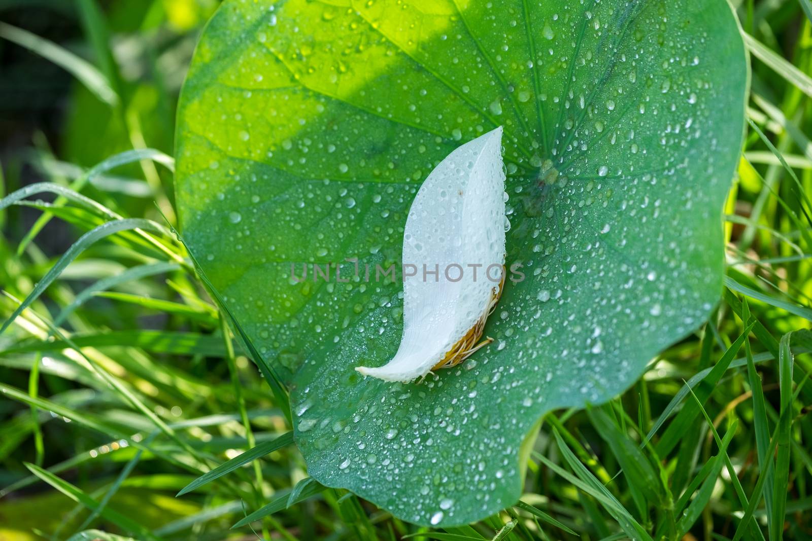 White lotus by jangnhut