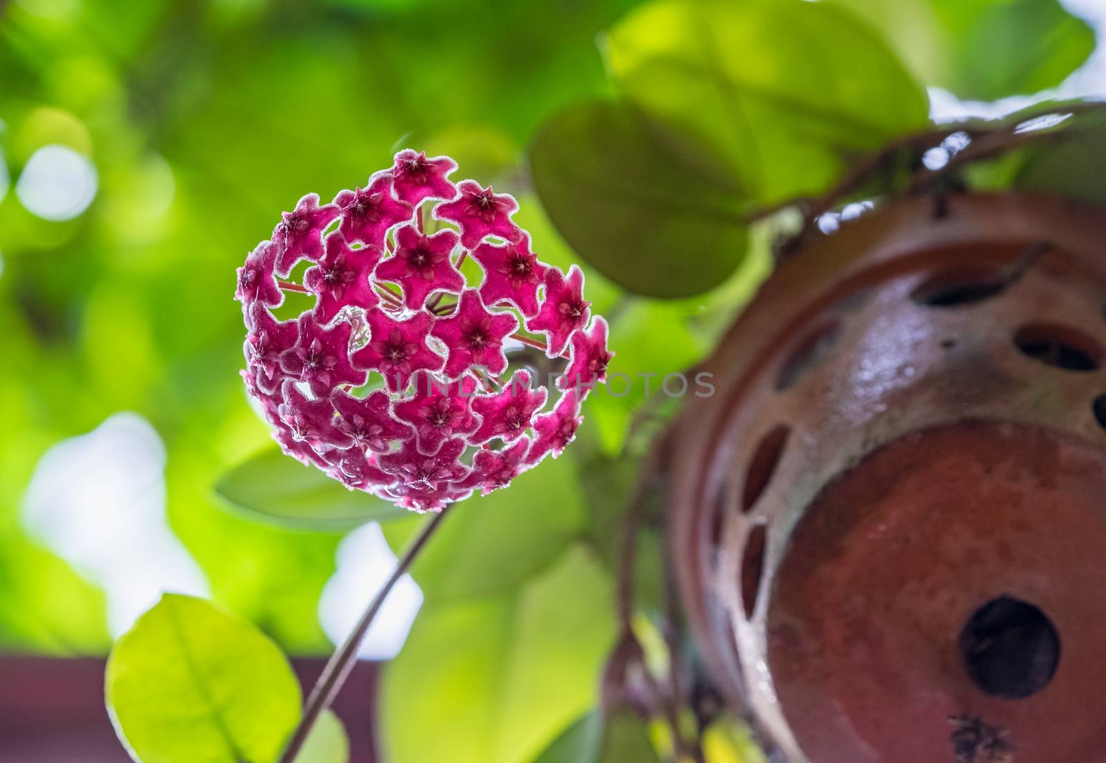 Hoya carnosa (Asclepiadaceae) in sunshine