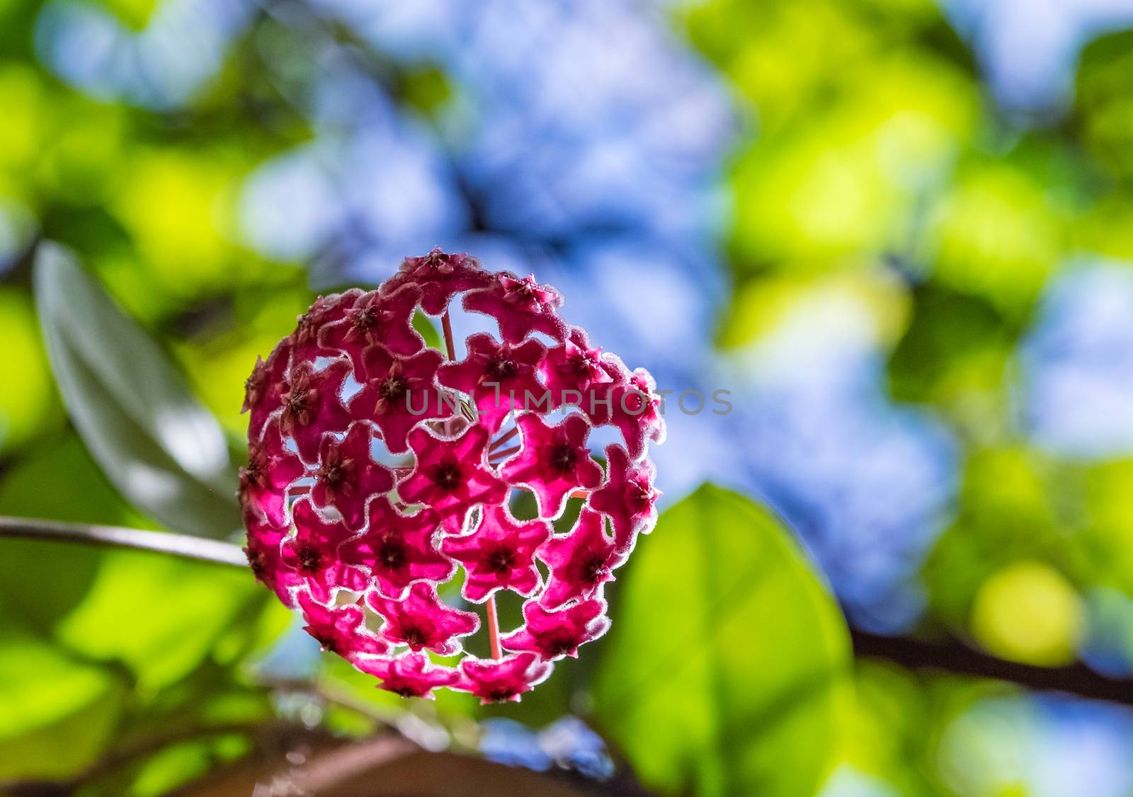 Hoya carnosa (Asclepiadaceae) in sunshine