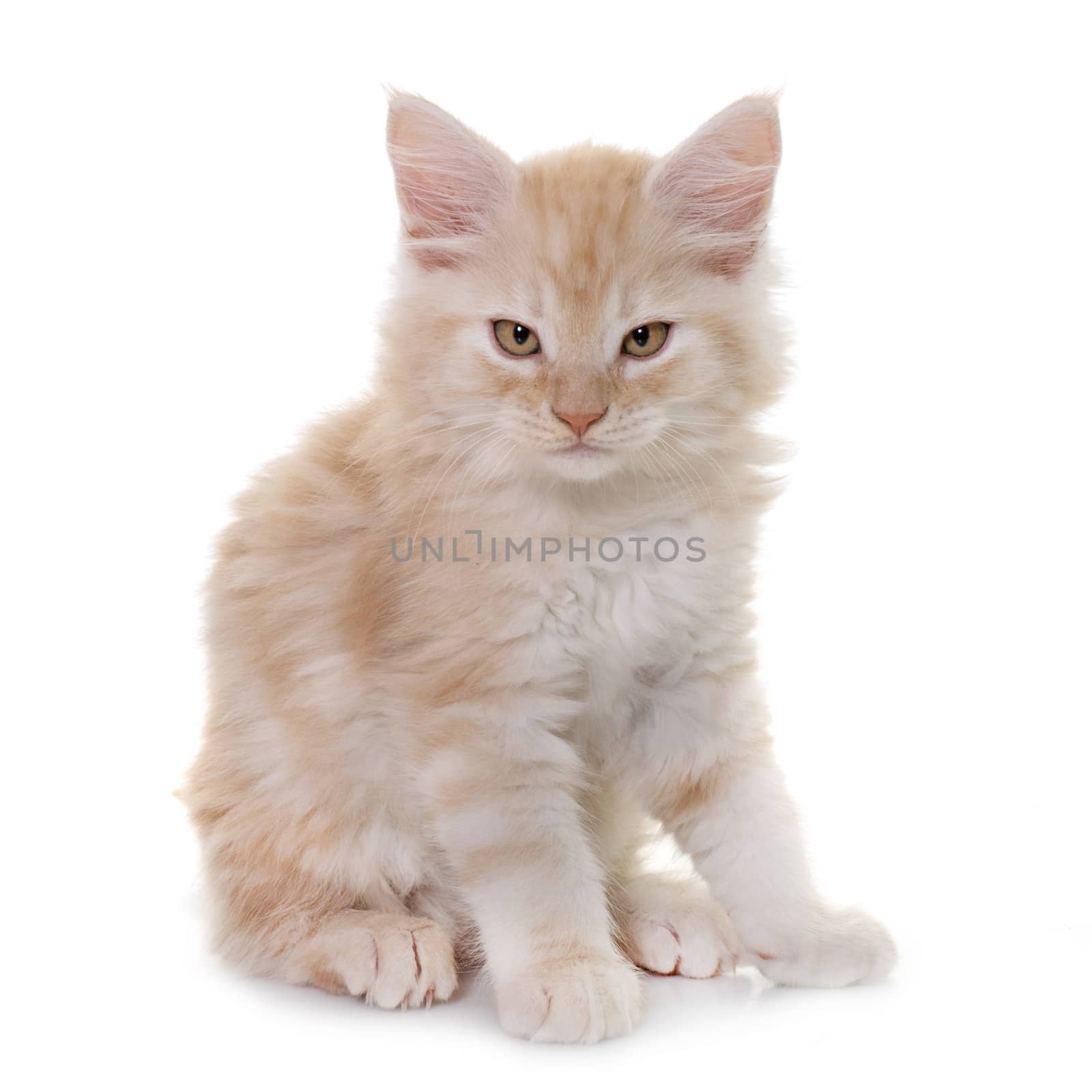maine coon kitten by cynoclub