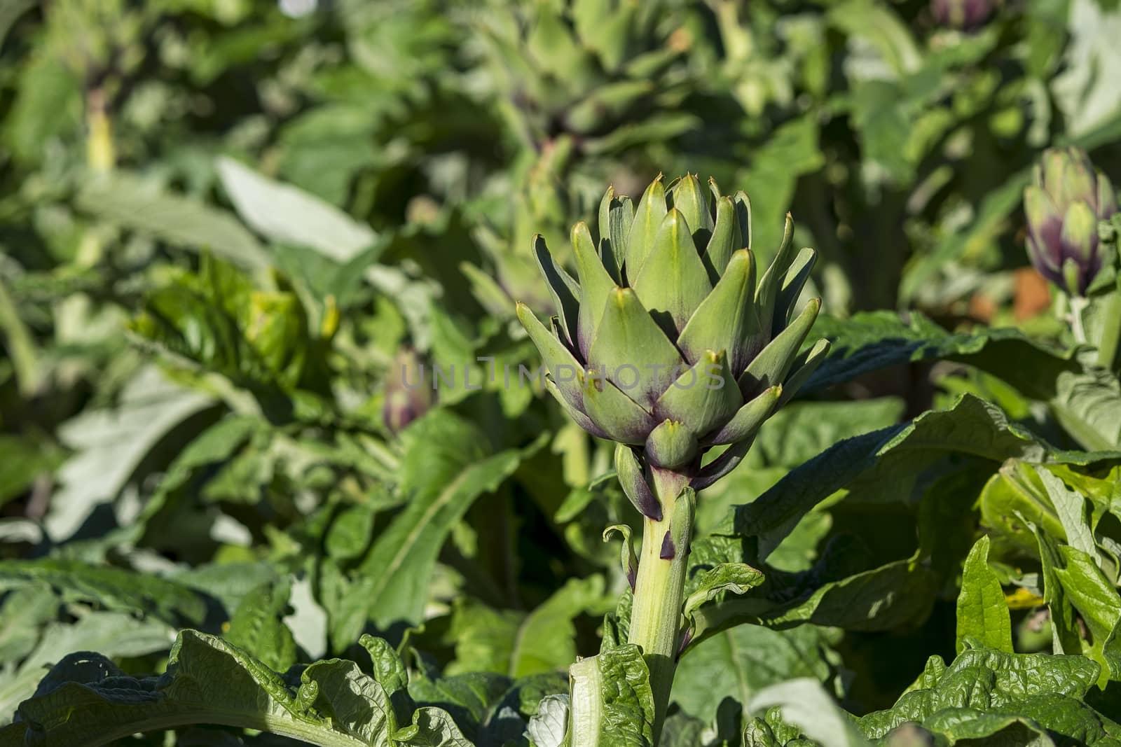 Artichoke (Cynara scolymus) in DALAT, VIETNAM