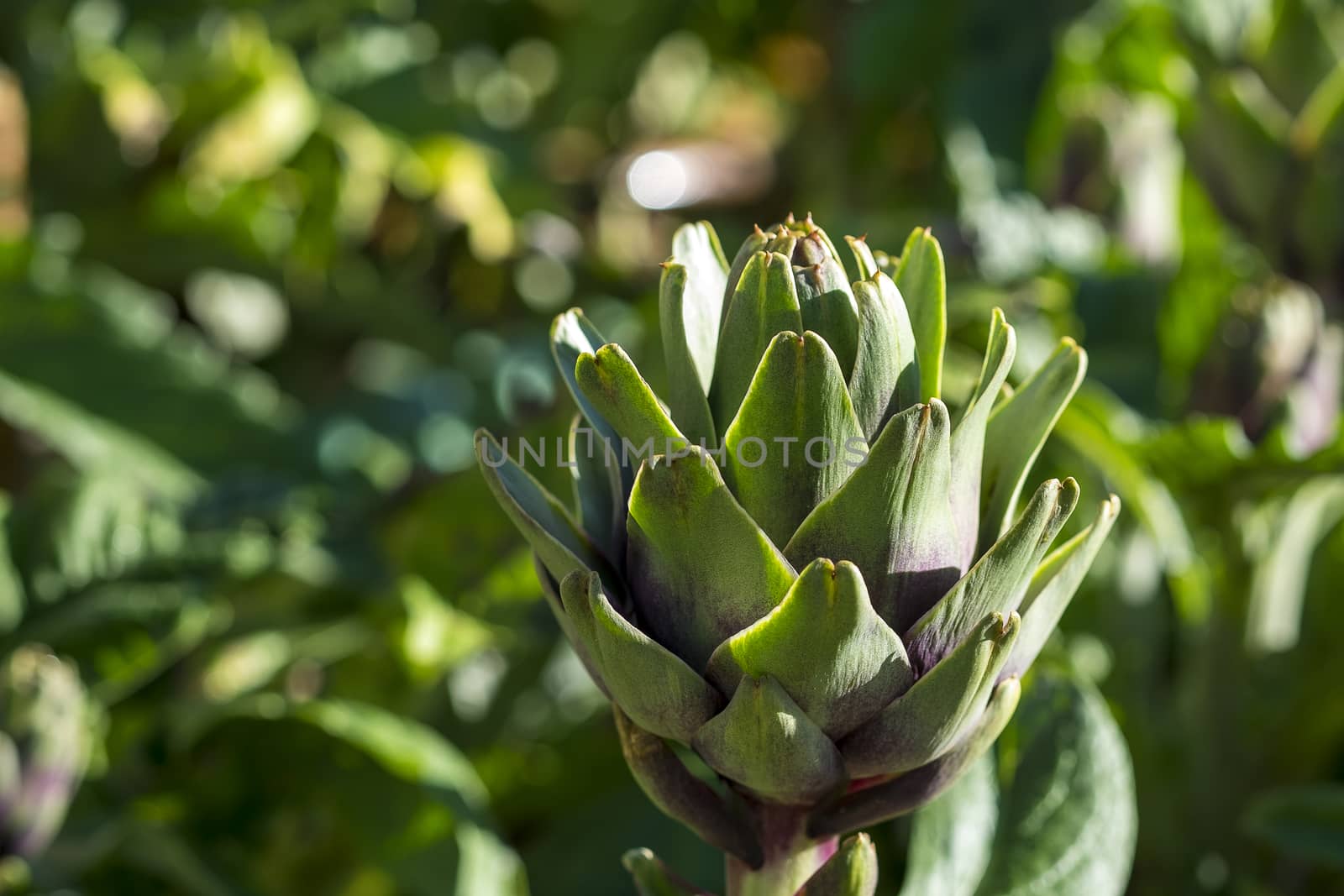 Artichoke (Cynara scolymus) in DALAT, VIETNAM