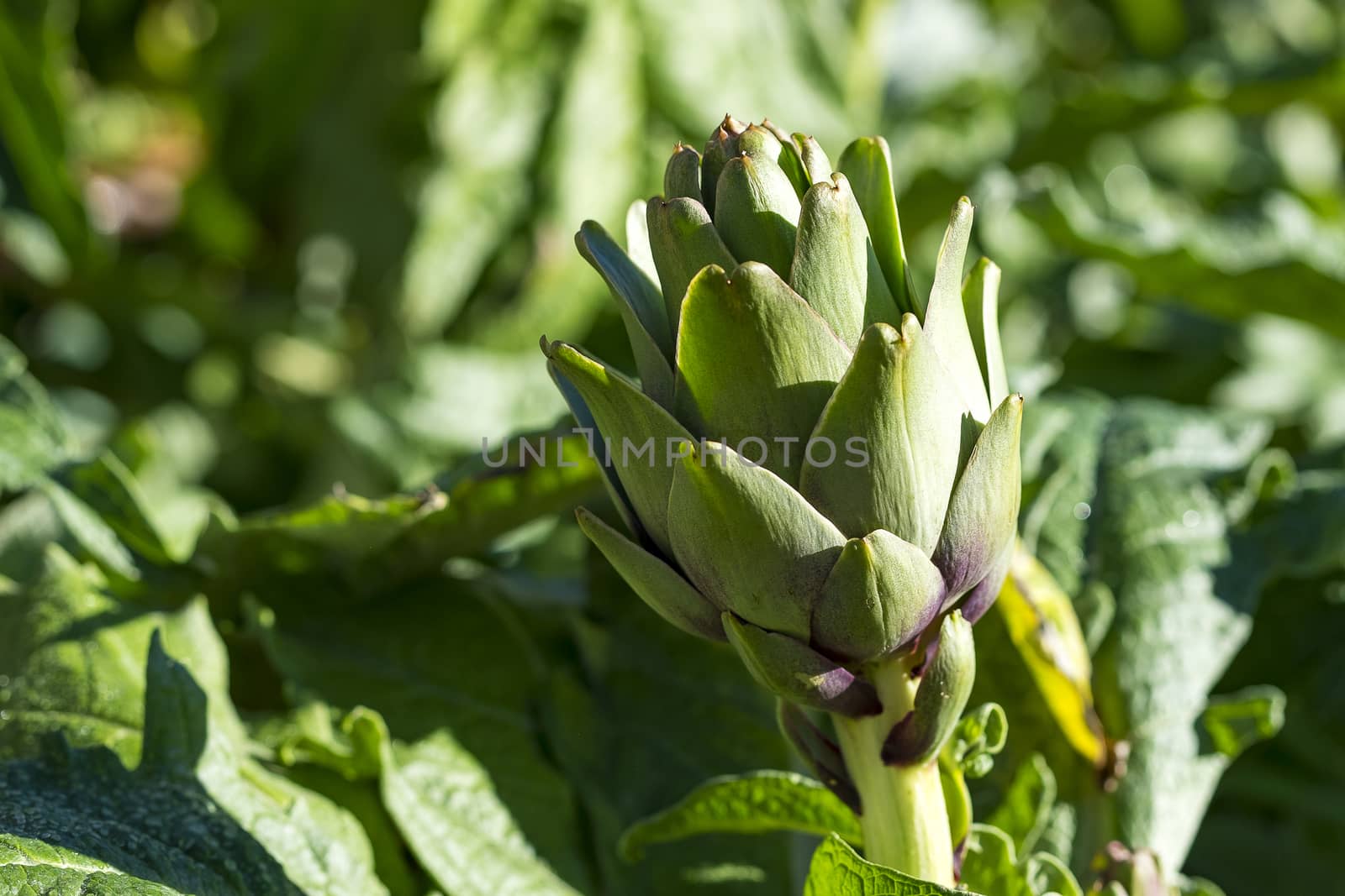 Artichoke (Cynara scolymus) in DALAT, VIETNAM