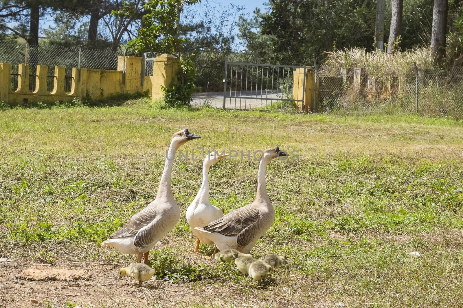 A gaggle in garden