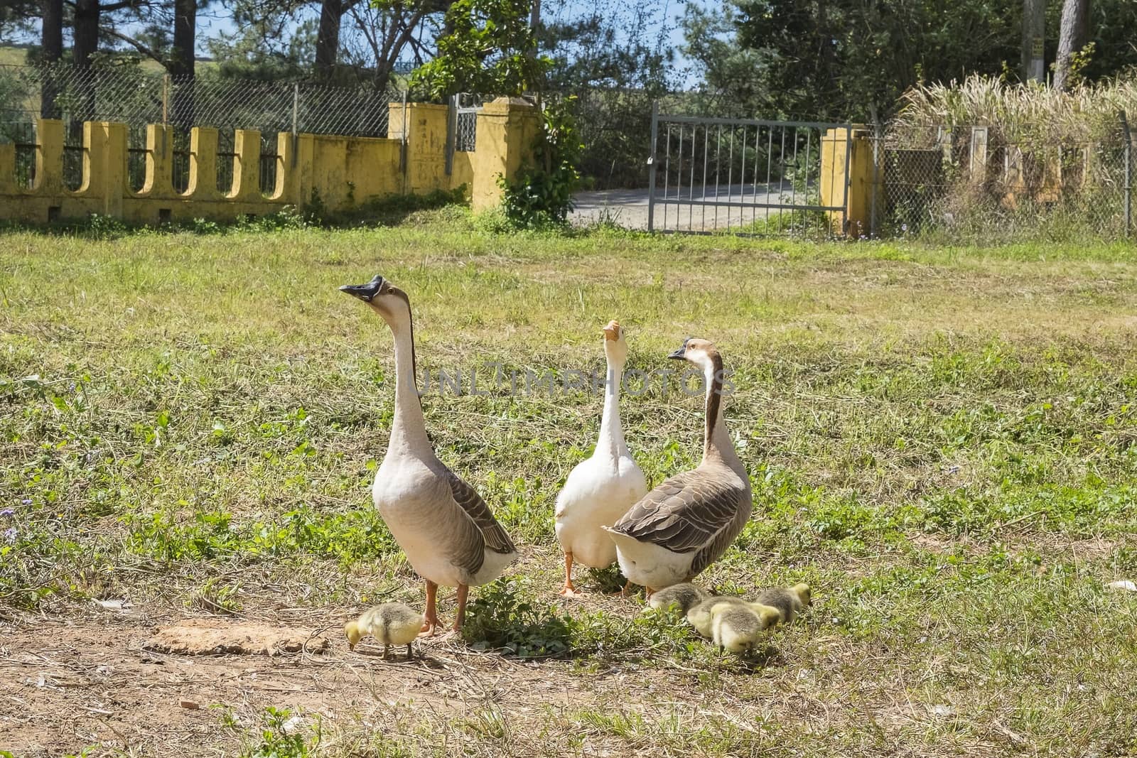 A gaggle in garden