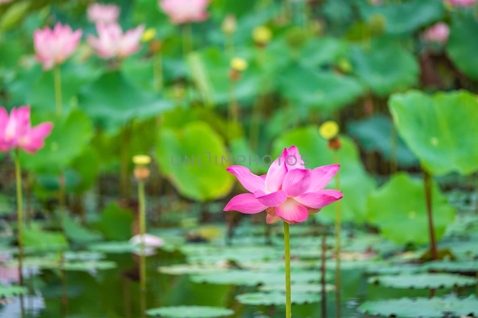 Pink lotus in the pond