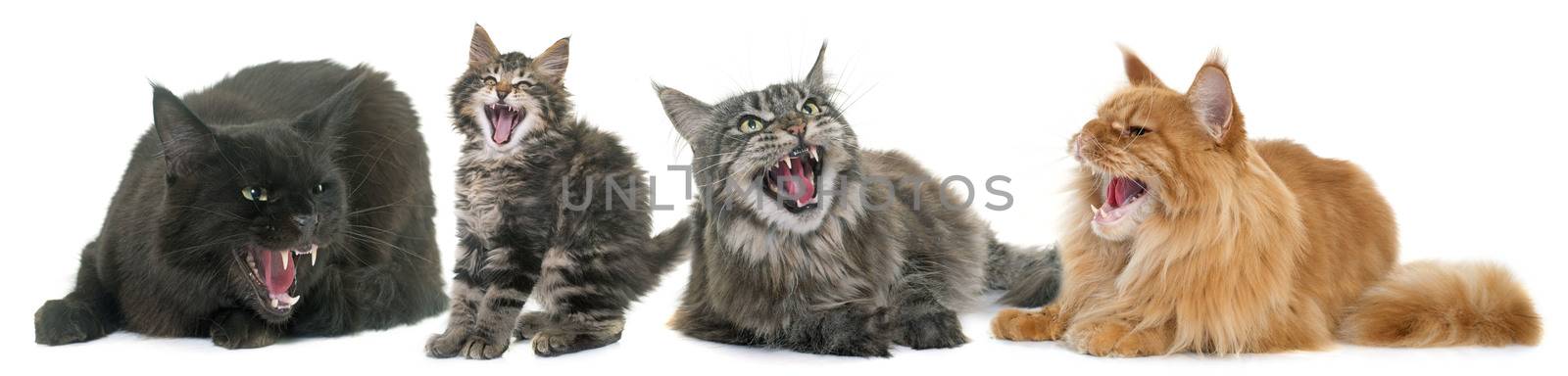 aggressive cats in front of white background
