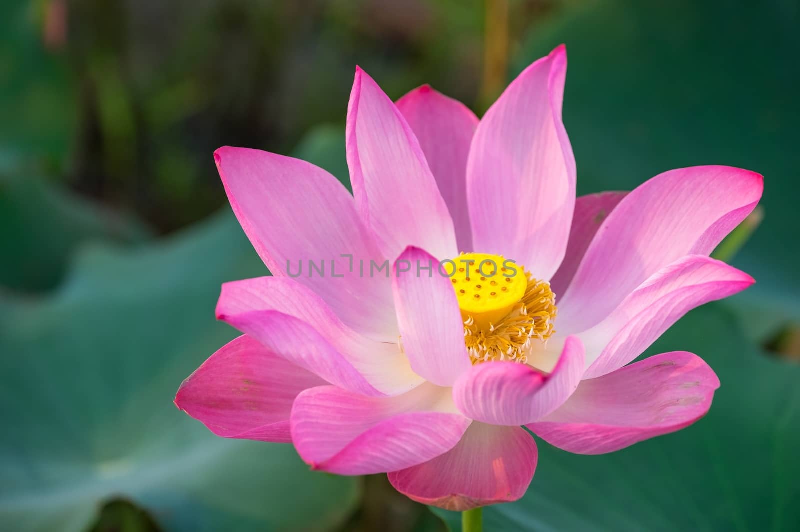 Pink lotus by jangnhut