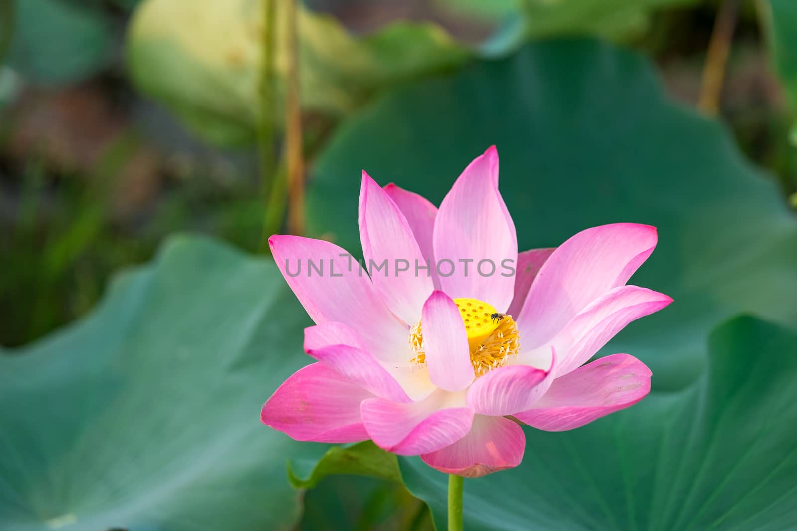 Pink lotus in the pond