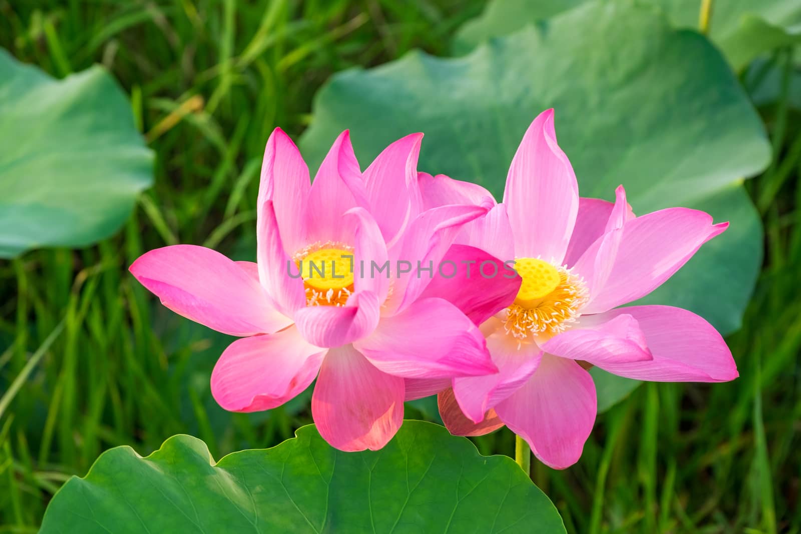 Pink lotus in the pond