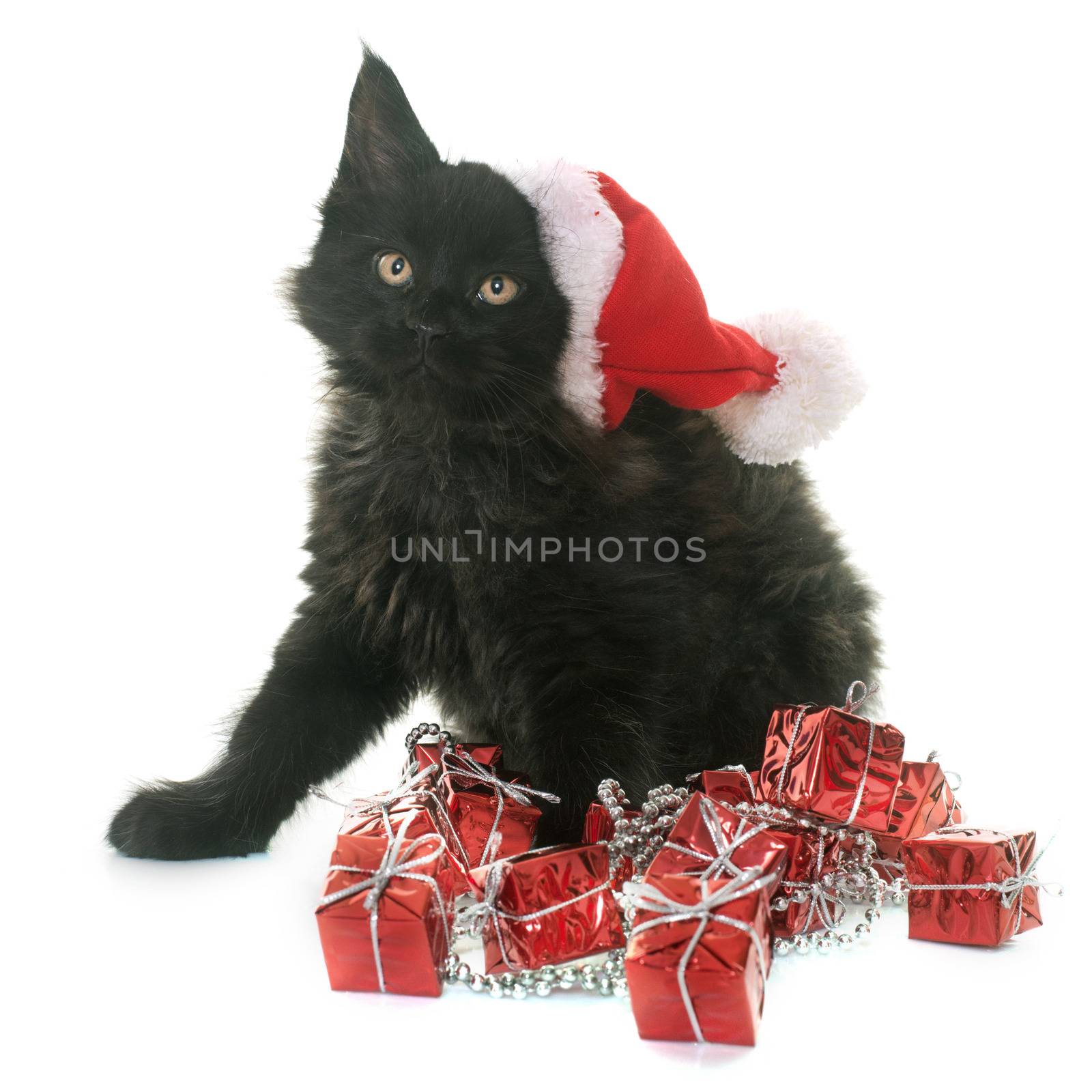 maine coon kitten in front of white background
