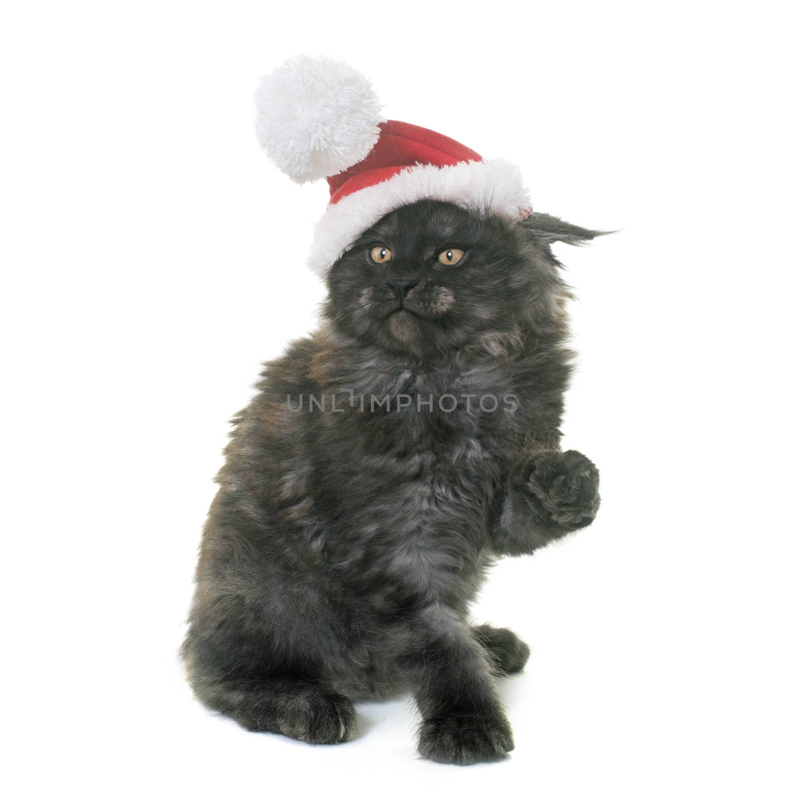 maine coon kitten in front of white background