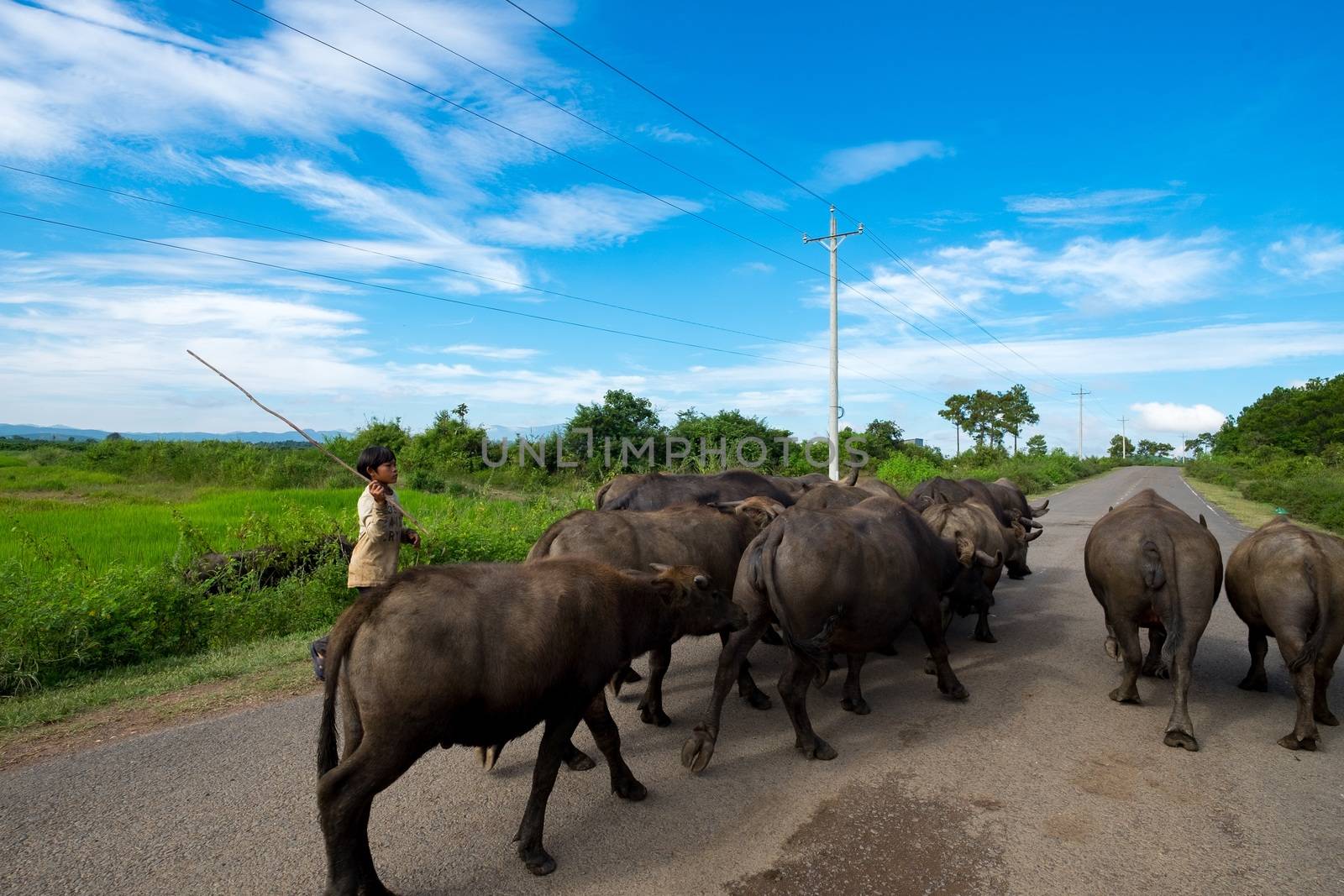 Vietnamese children leading water buffalo on road November 26, 2015 in Lam Dong, Vietnam. Children in Vietnam often ride the water buffalo while herding them