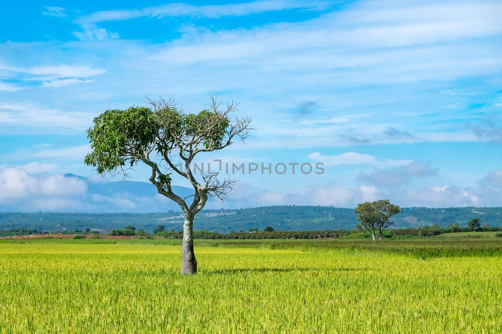 Alone tree on paddy field. LAM DONG, VIETNAM