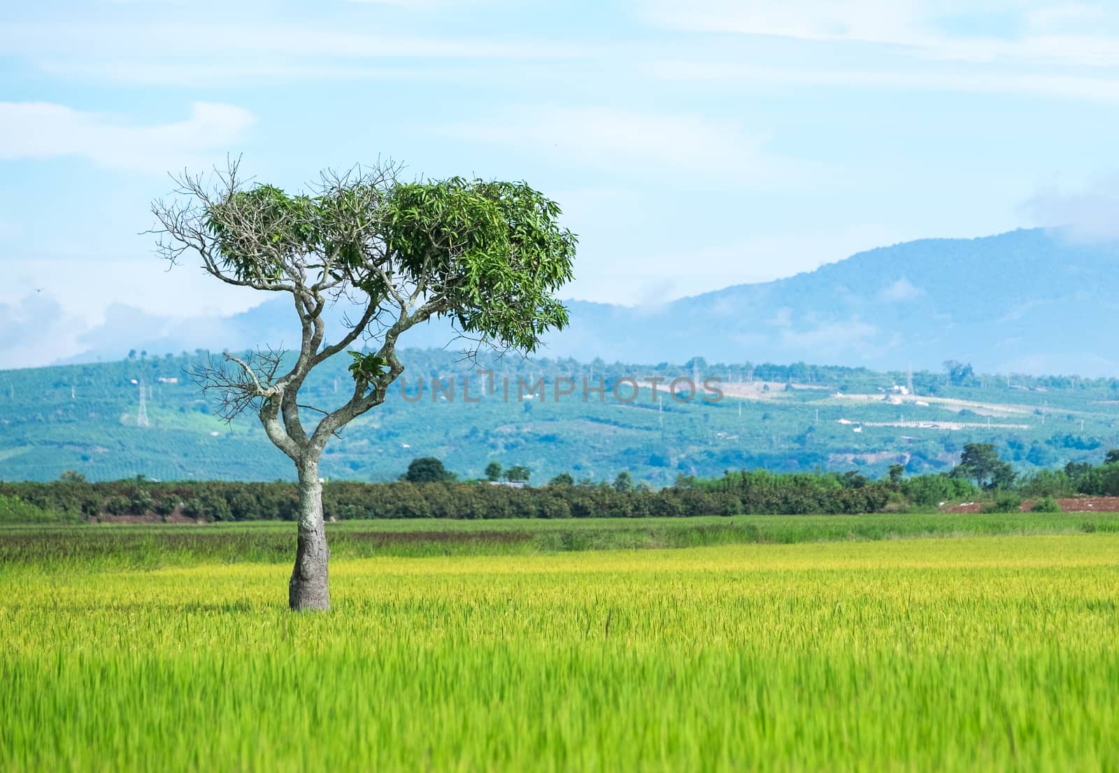 Alone tree on paddy field. LAM DONG, VIETNAM