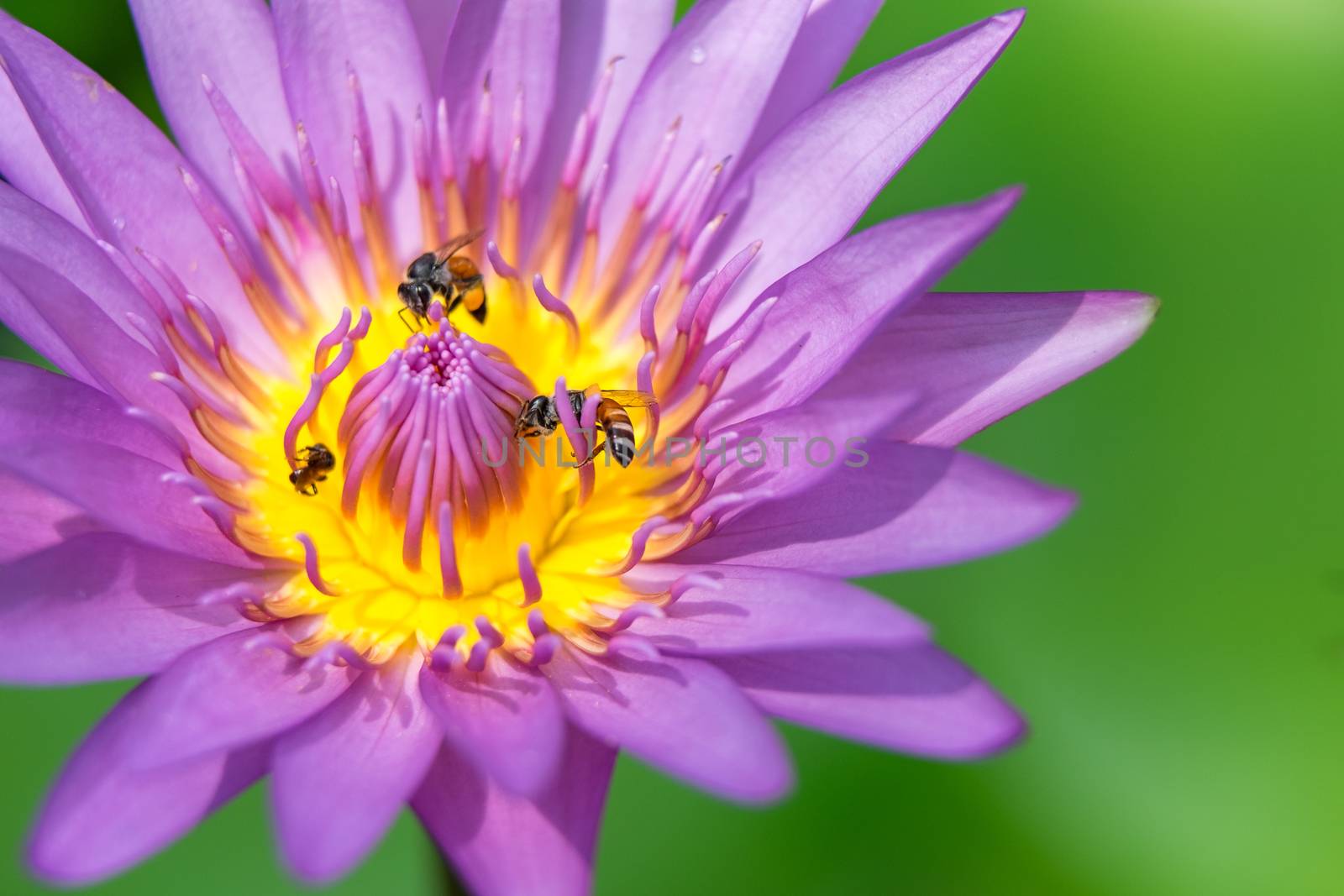 Close-up flower. A beautiful purple waterlily or lotus flower