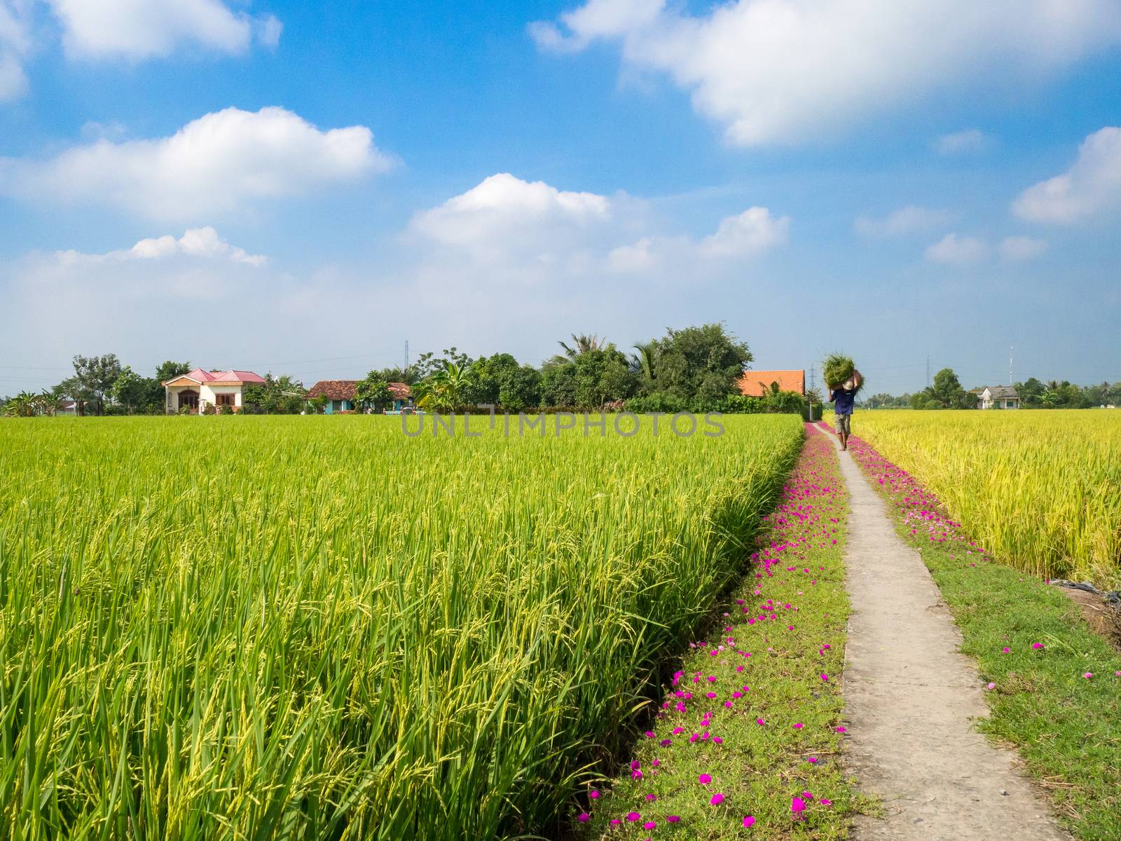 Rice field in sunny day. LONG AN, VIET NAM