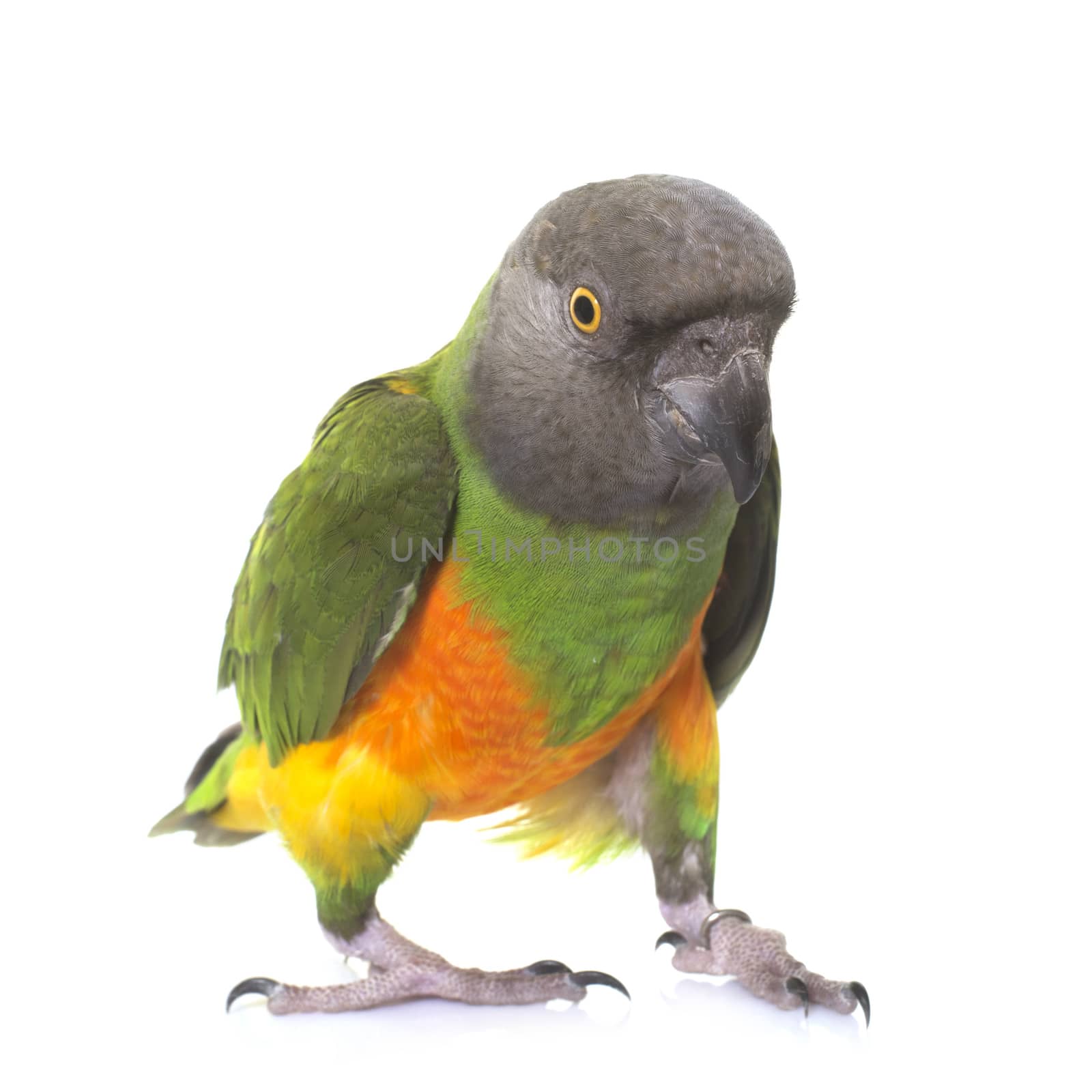 senegal parrot in studio by cynoclub