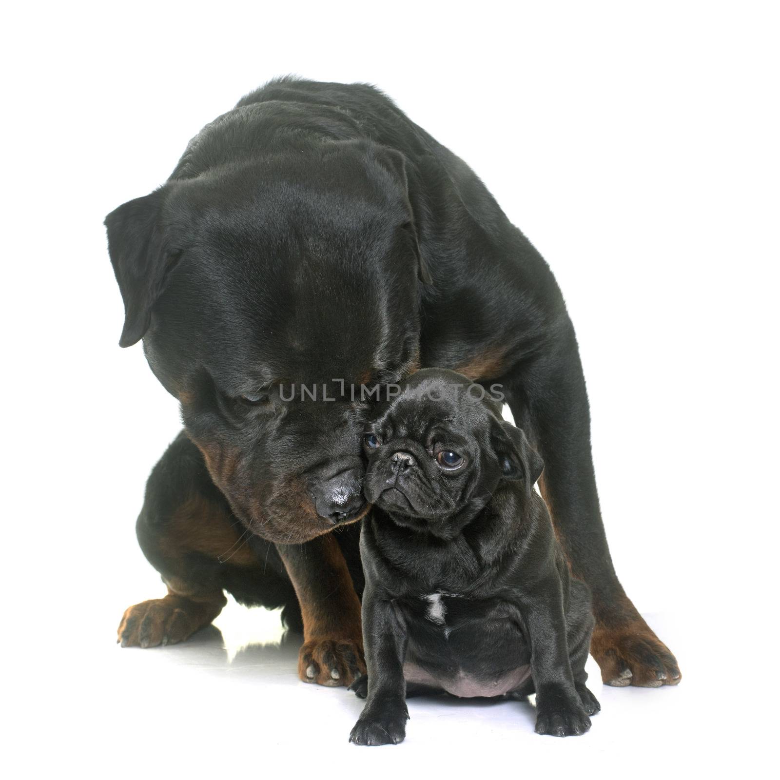 puppy black pug and rottweiler in front  of white background