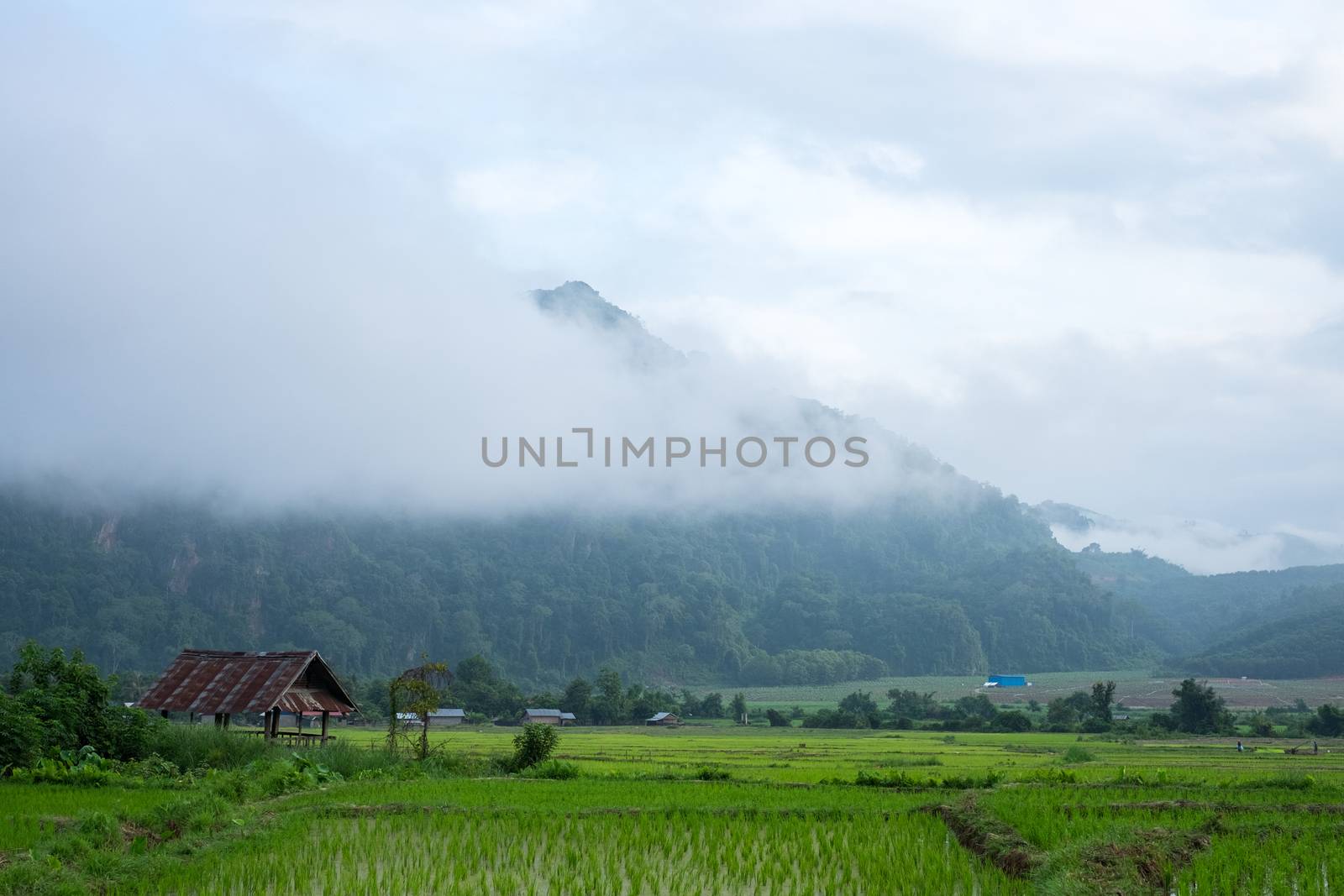Rice farm in the morning with clouds