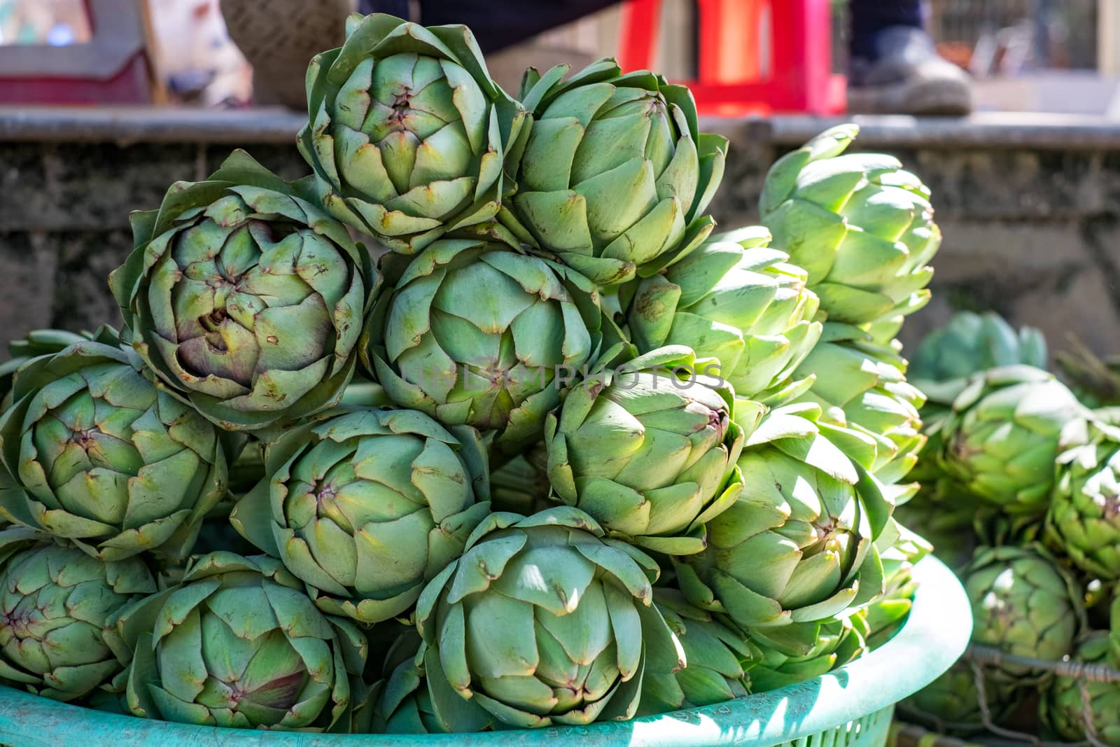 Artichoke (Cynara scolymus) in DALAT, VIETNAM