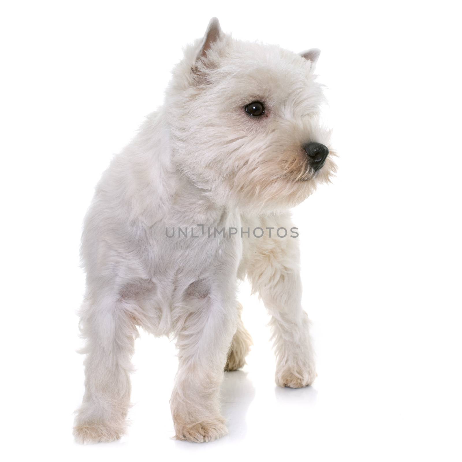 puppy west highland white terrier by cynoclub