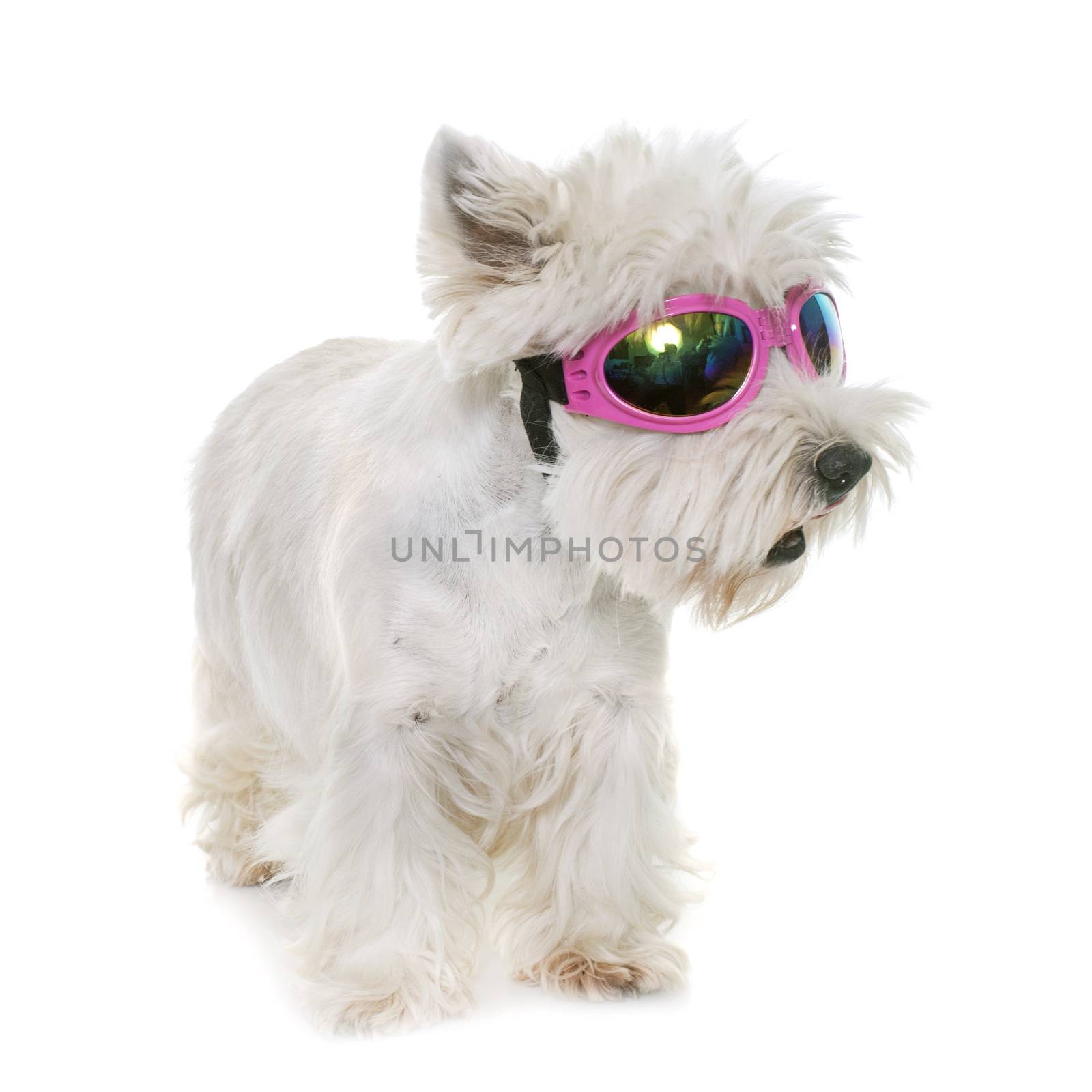 adult west highland white terrier in studio