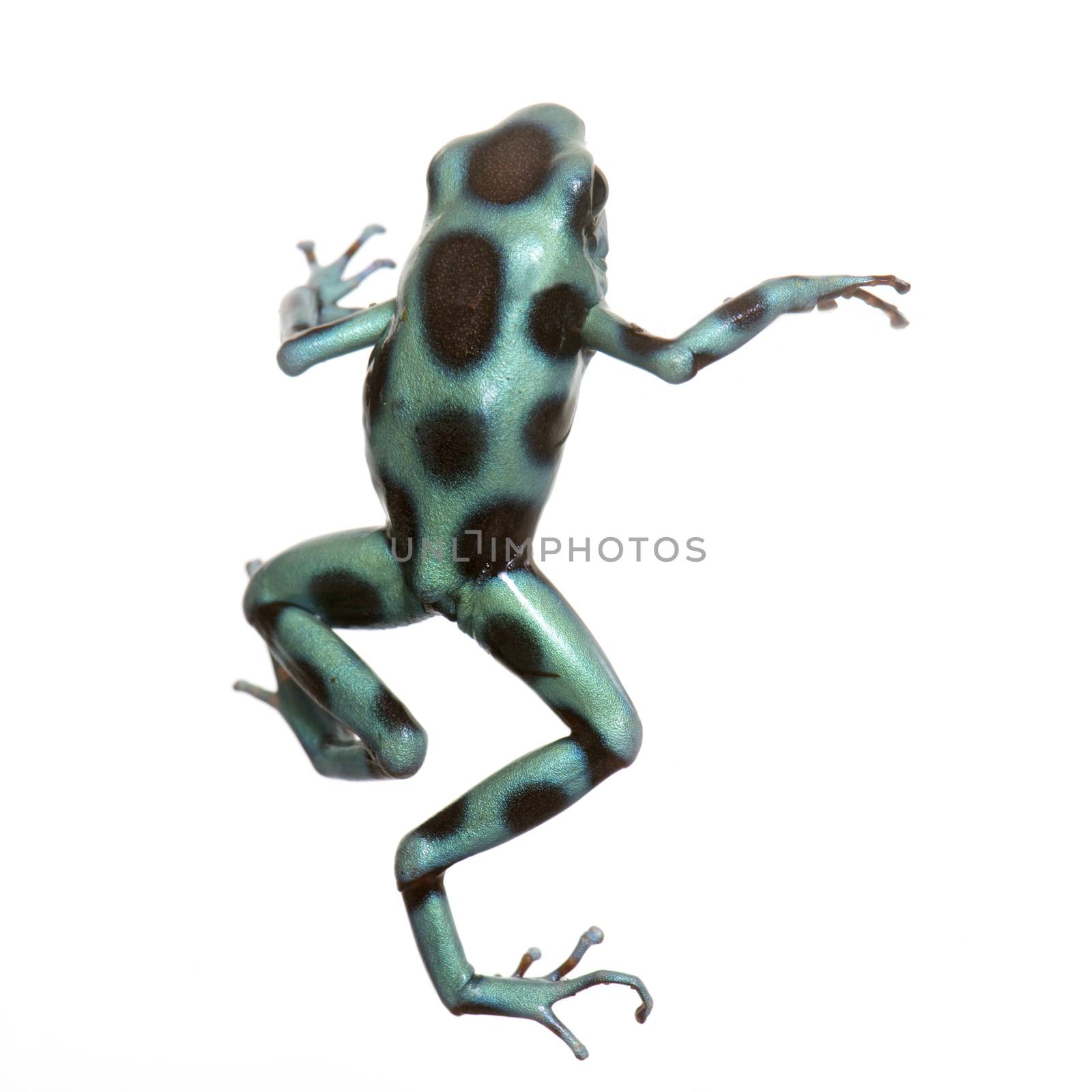 Dendrobates auratus celeste in front of white background