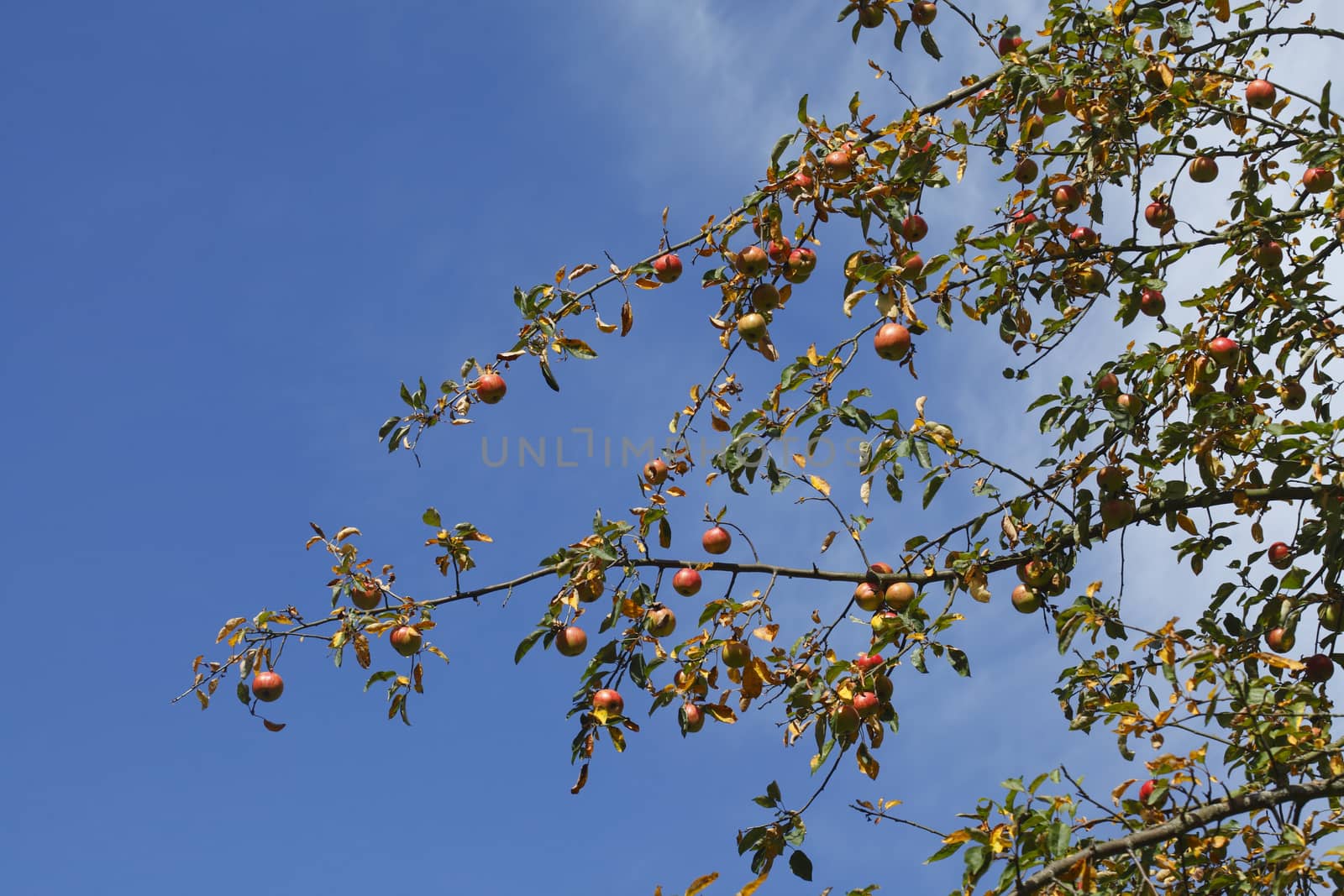 ripe Apples on an apple tree
