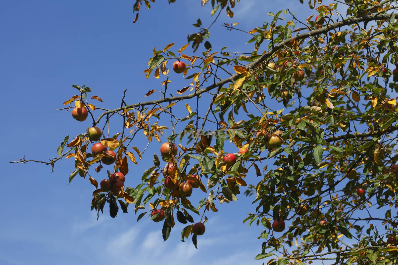 ripe Apples on an apple tree