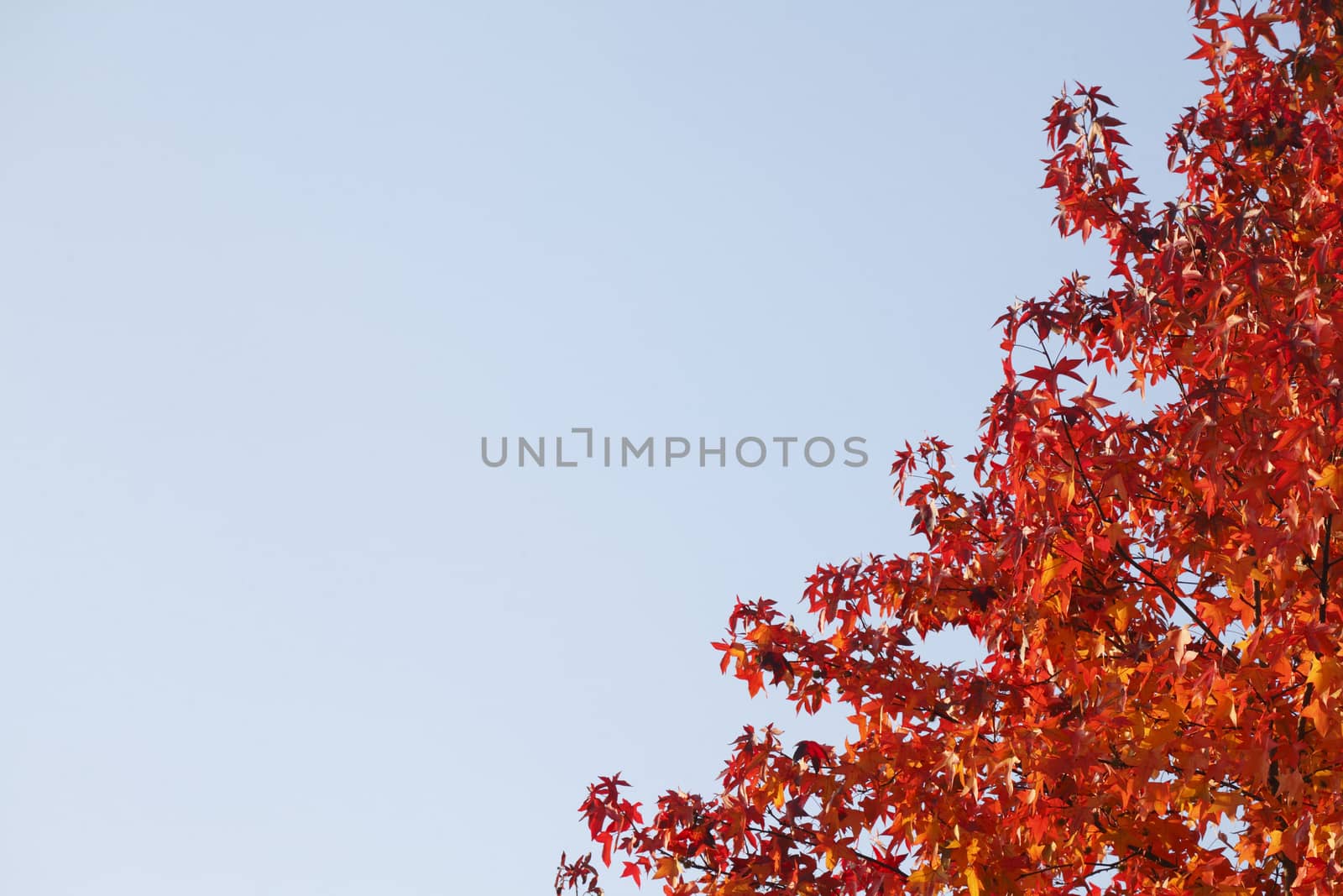 red colored maple-leaves