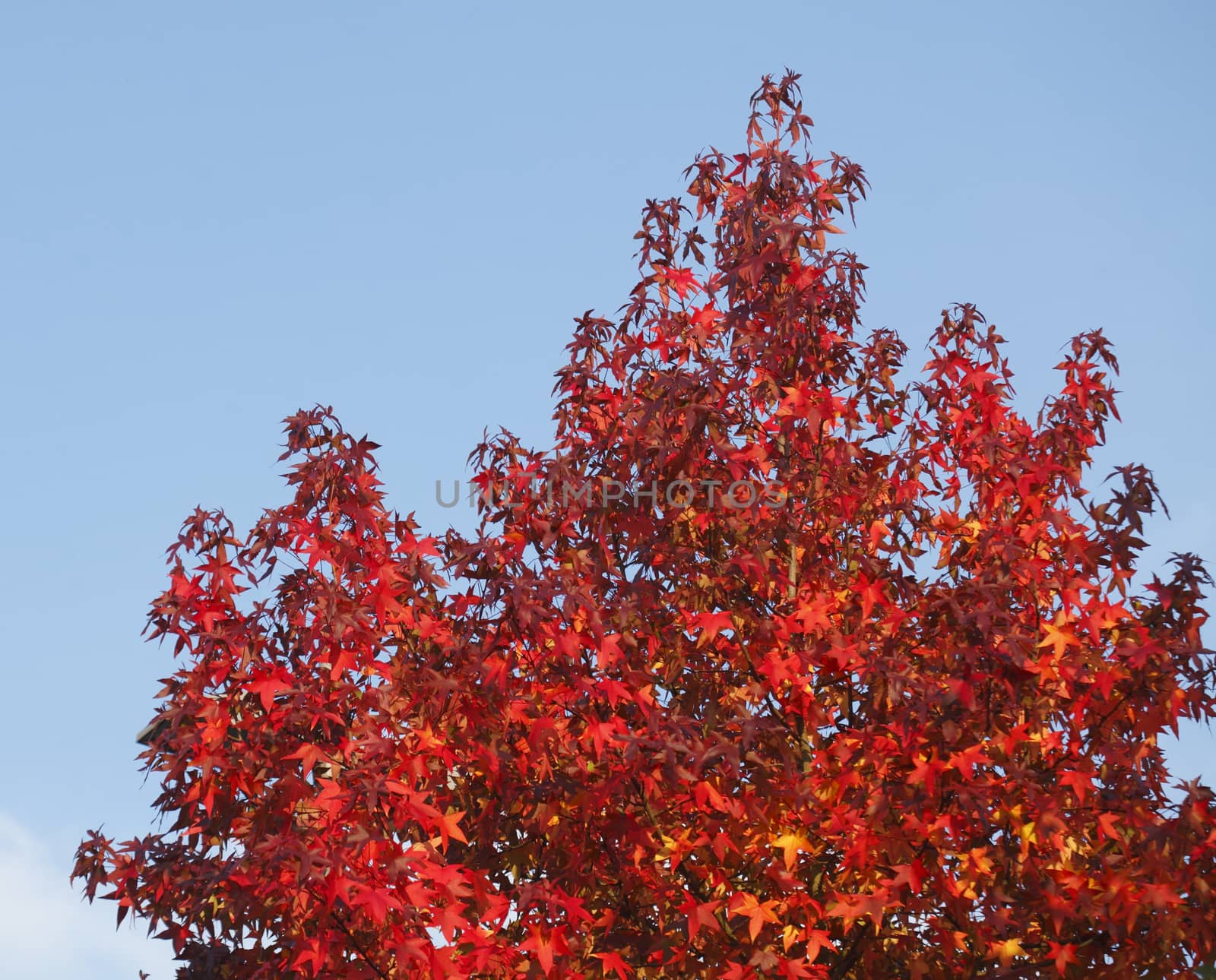 red colored maple-leaves