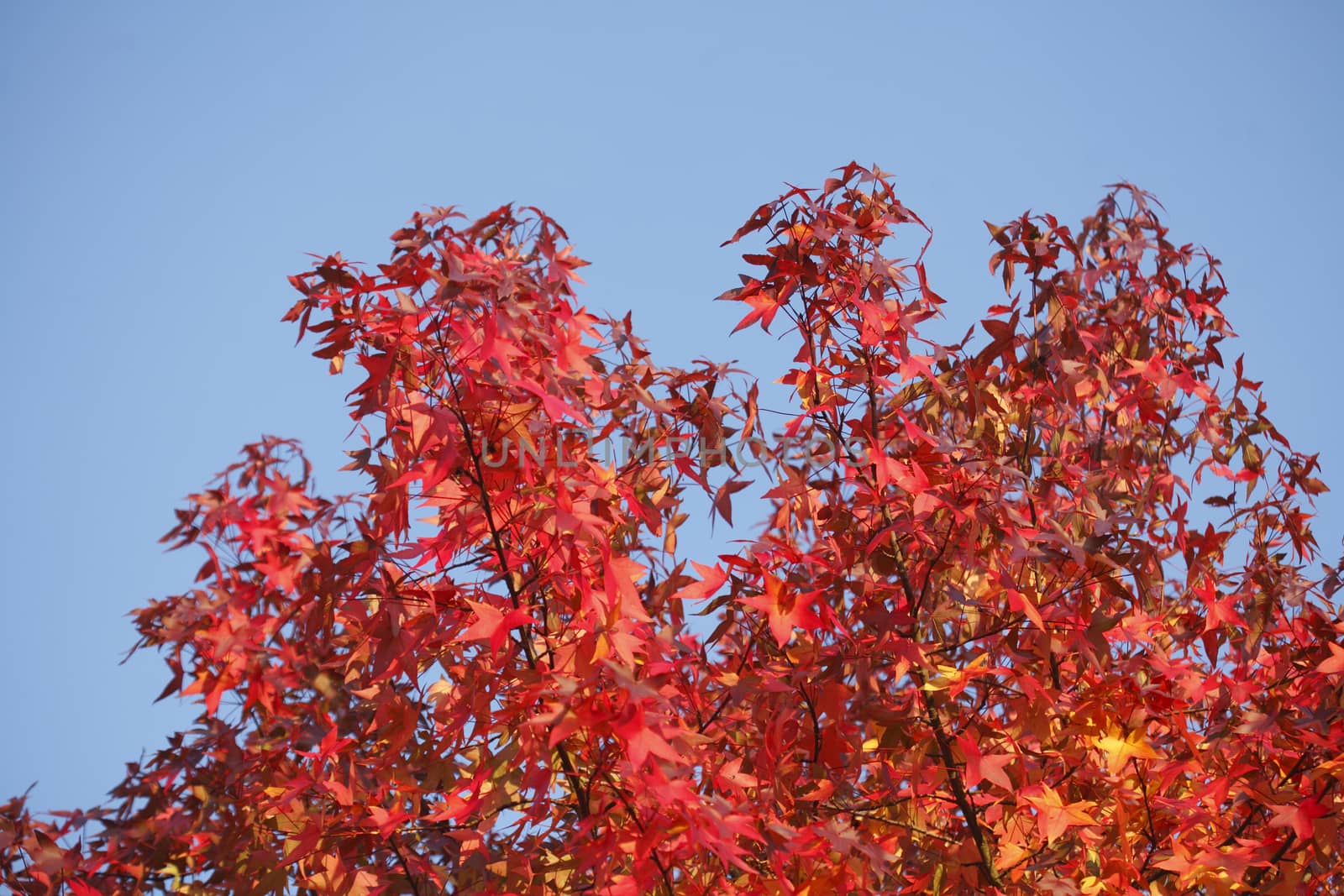 red colored maple-leaves