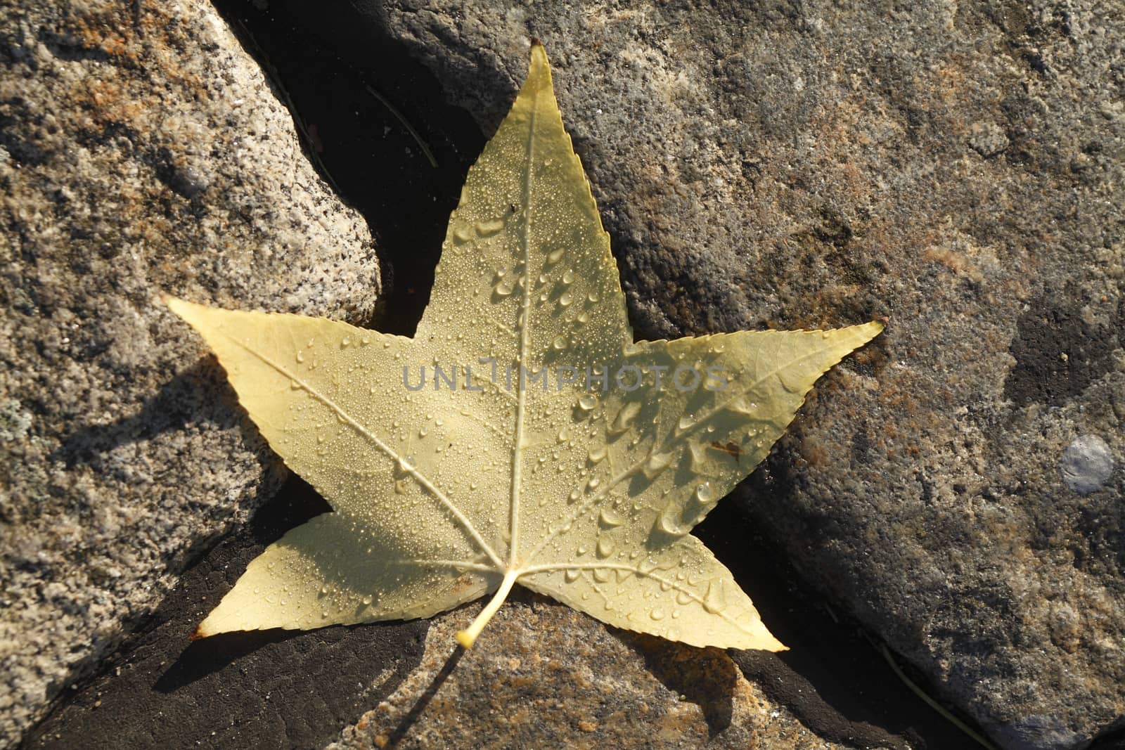 maple leaf with morning dew