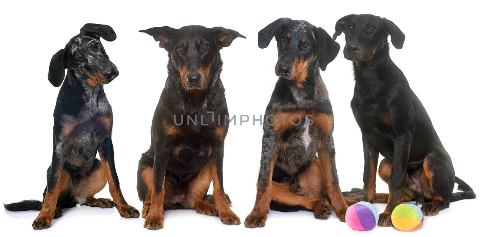 four beauceron in studio by cynoclub