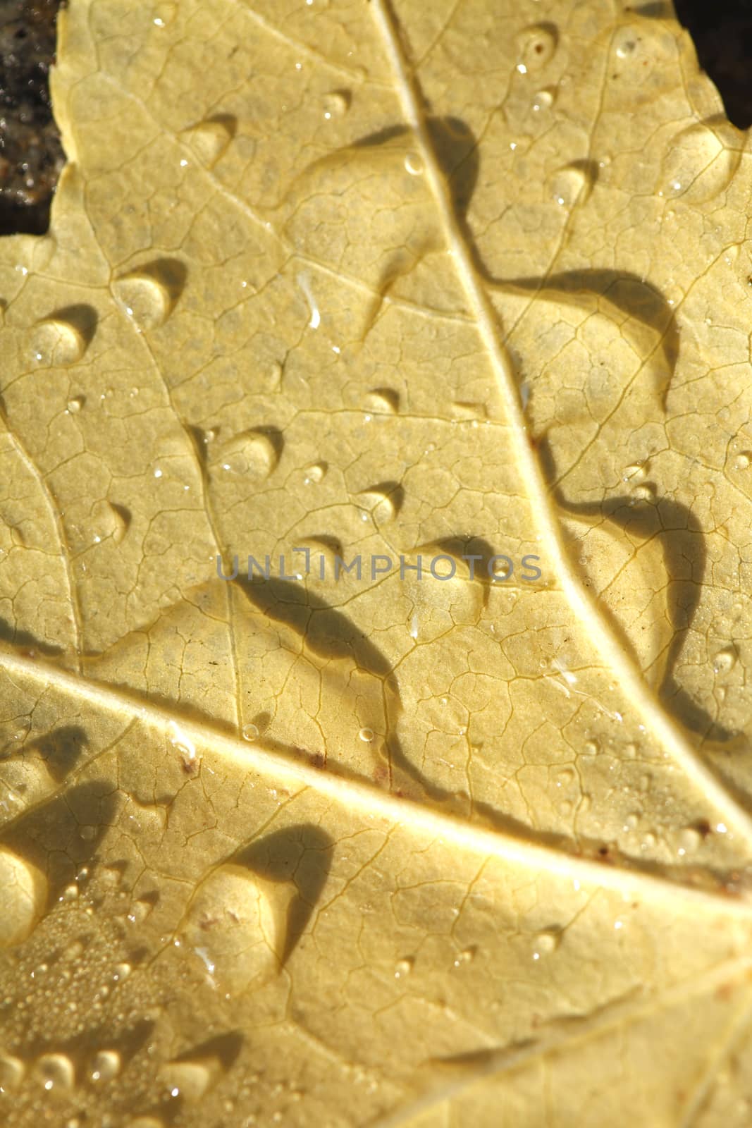 maple leaf with morning dew