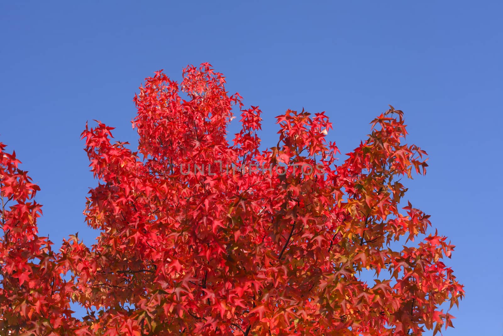 red colored maple-leaves