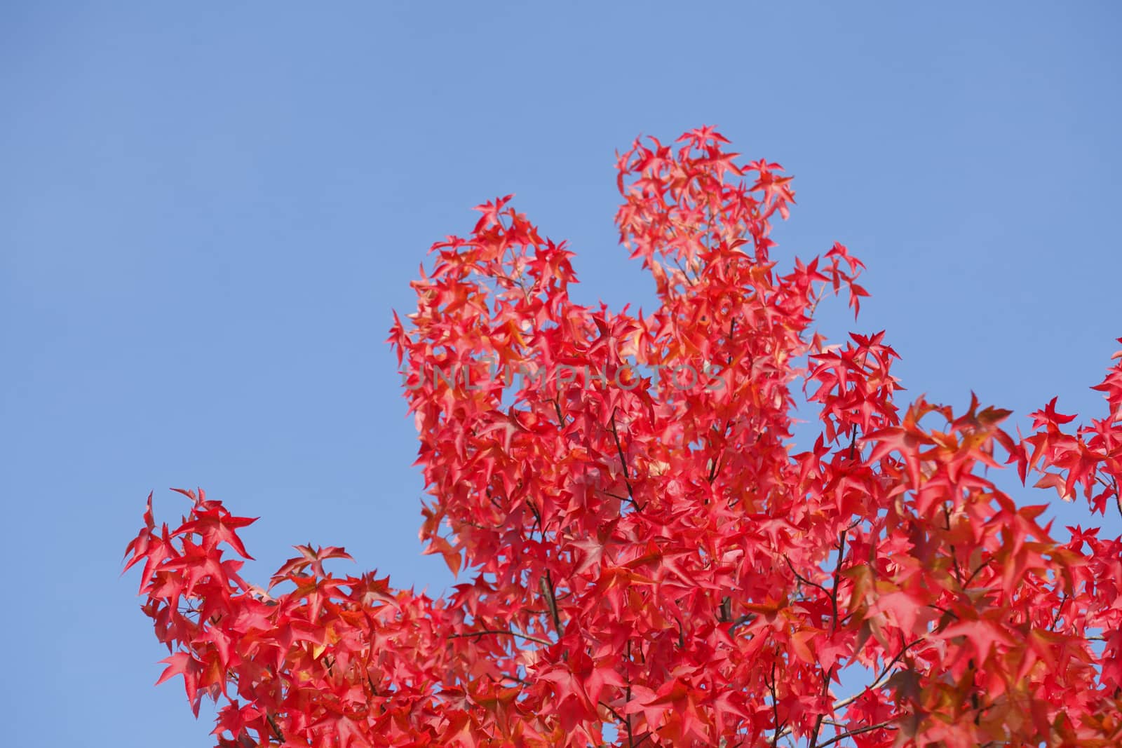 red colored maple-leaves