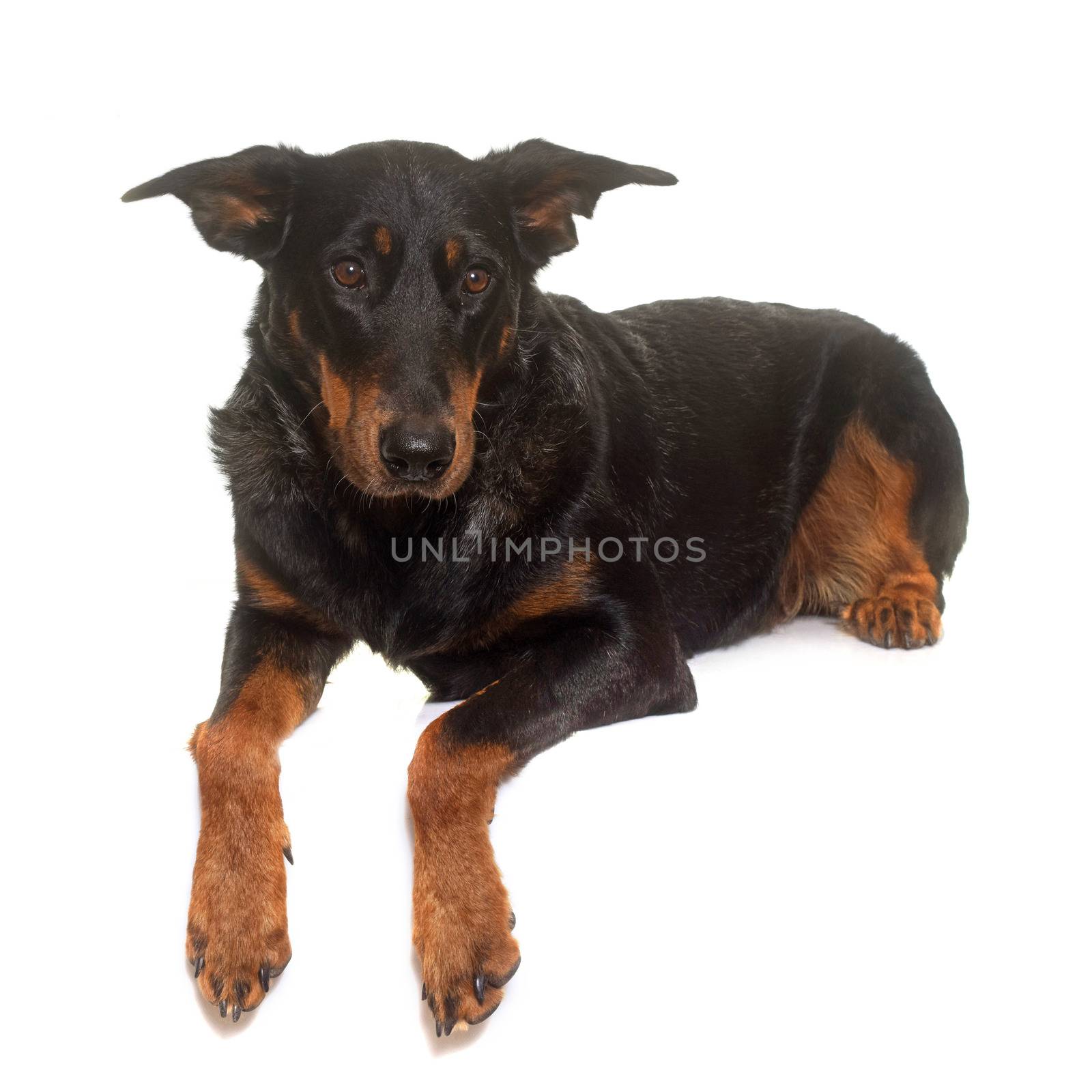 adult beauceron in  front of white background