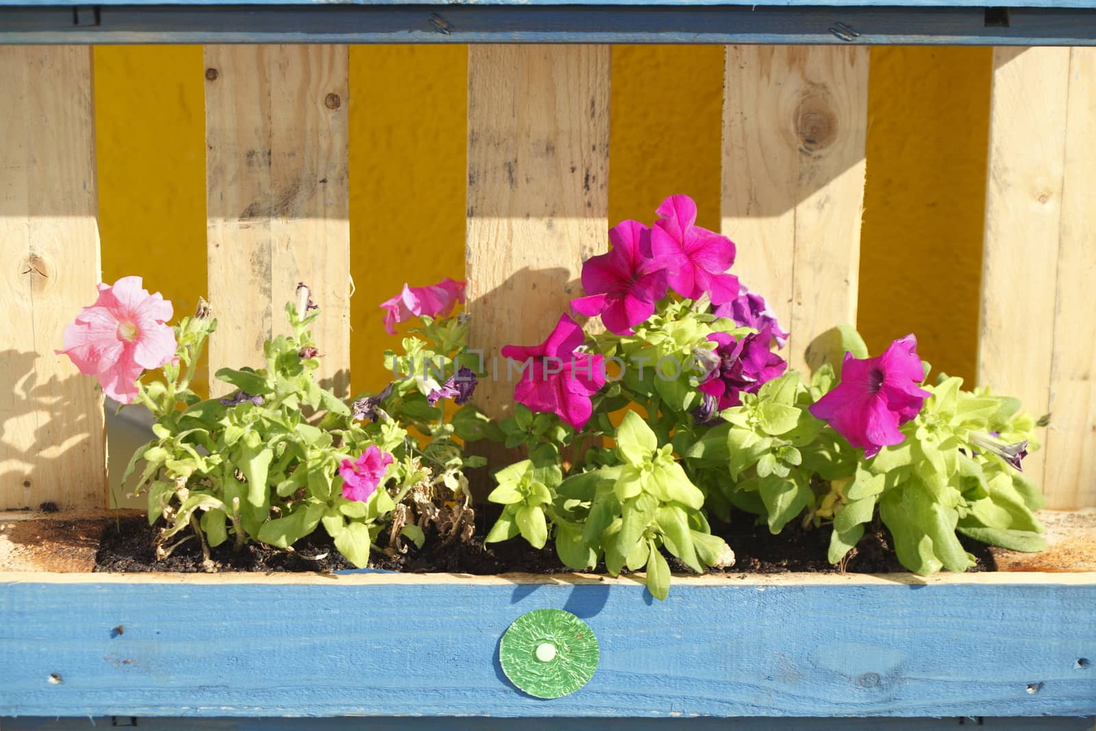 Blue wooden Flower box with Summer Flowers