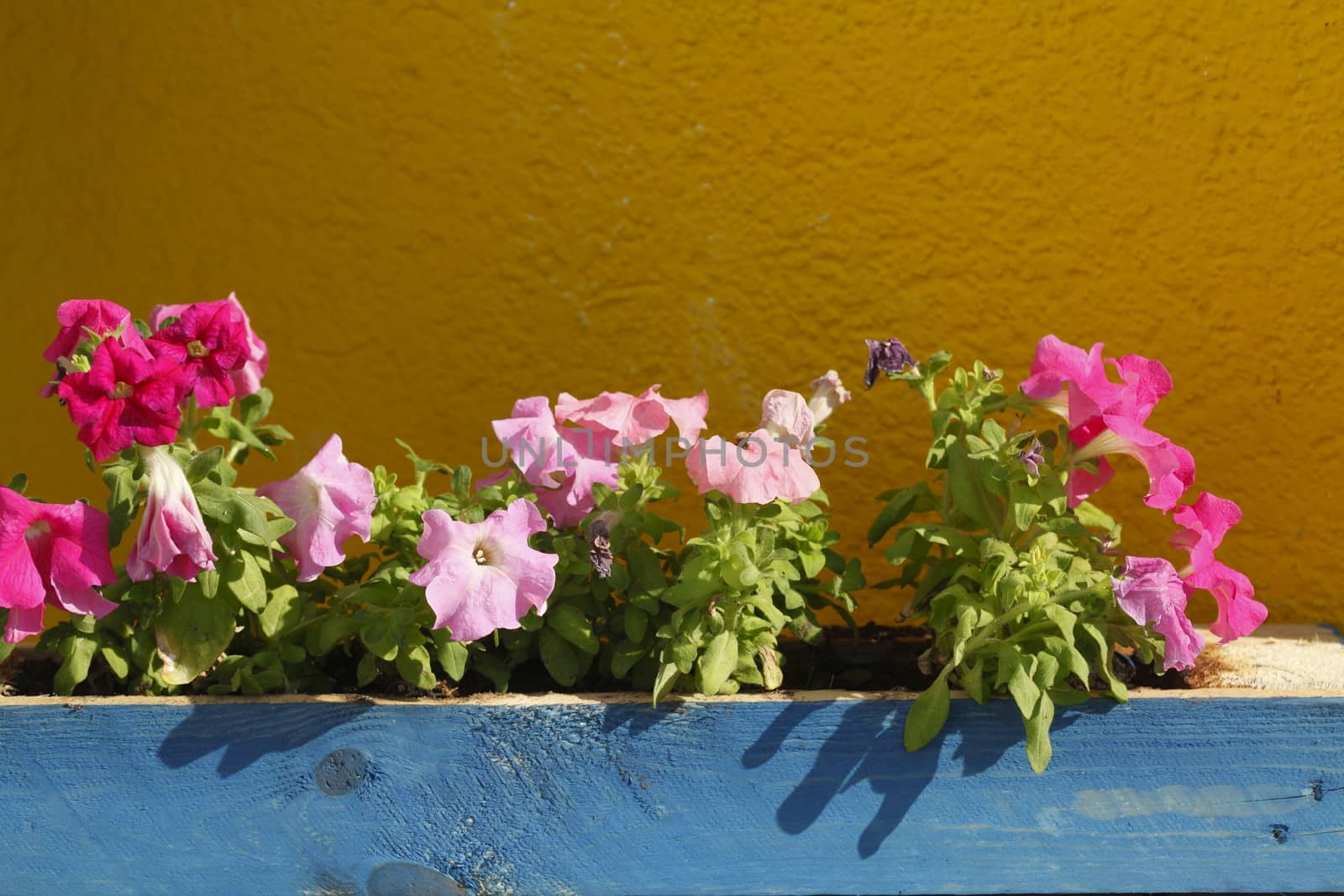Blue wooden Flower box with Summer Flowers