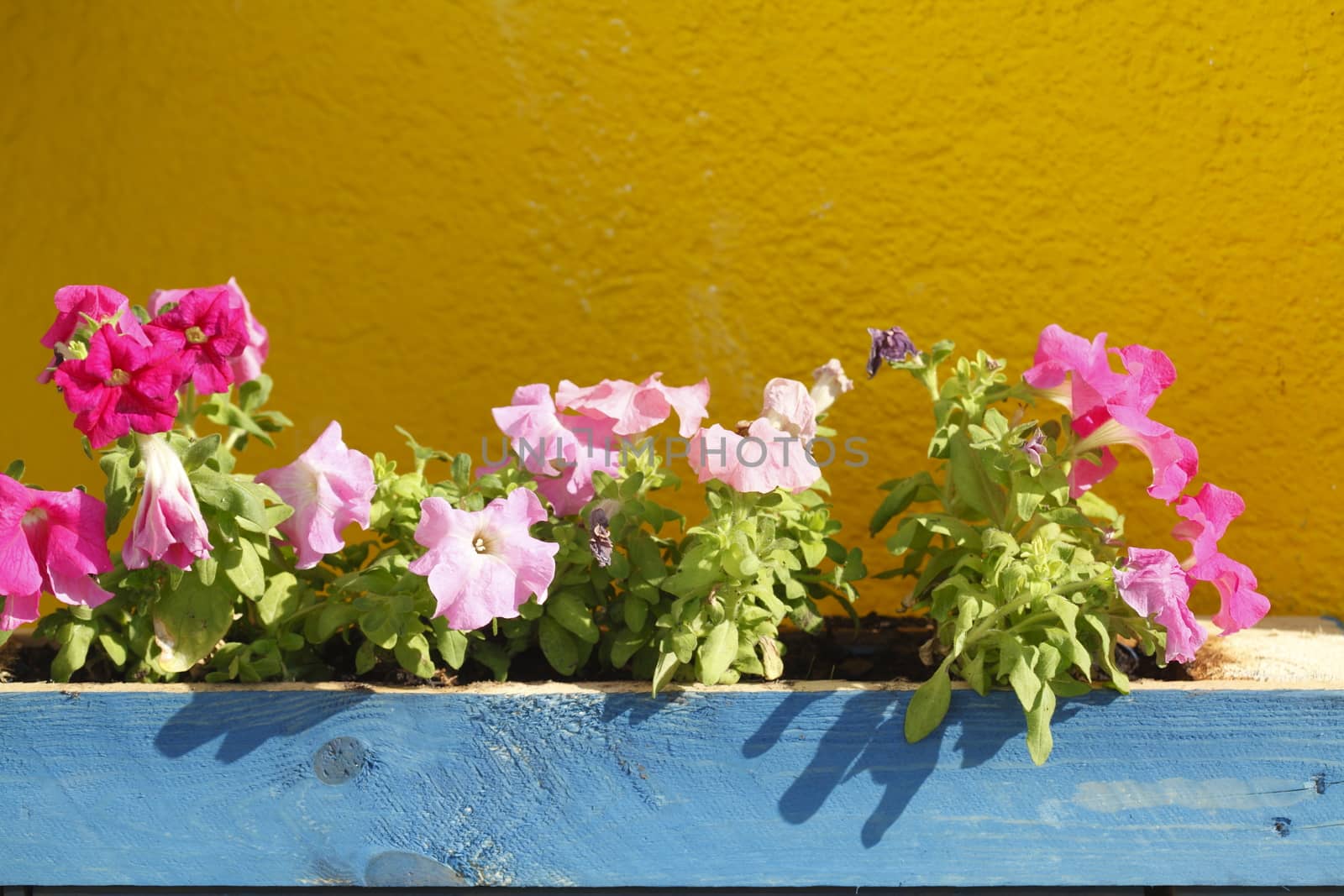 Blue wooden Flower box with Summer Flowers
