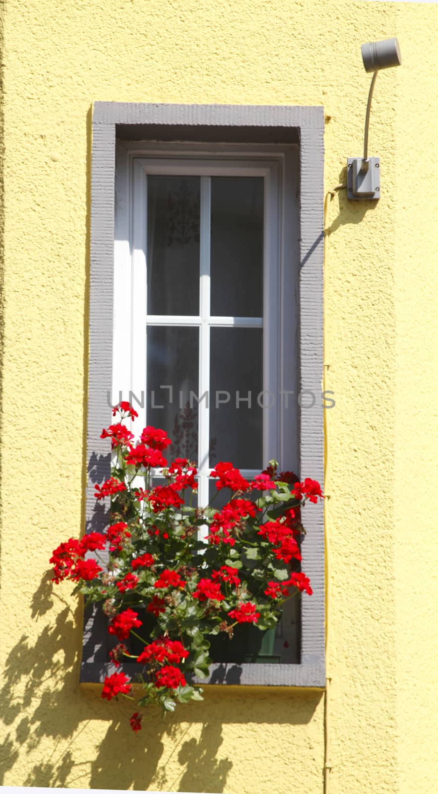 Flower box with Geraniums Summer Flowers and Window