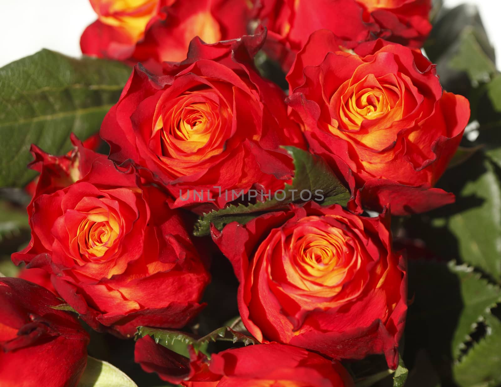 Red colored Roses