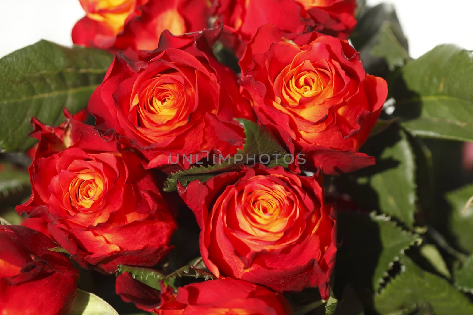 Red colored Roses