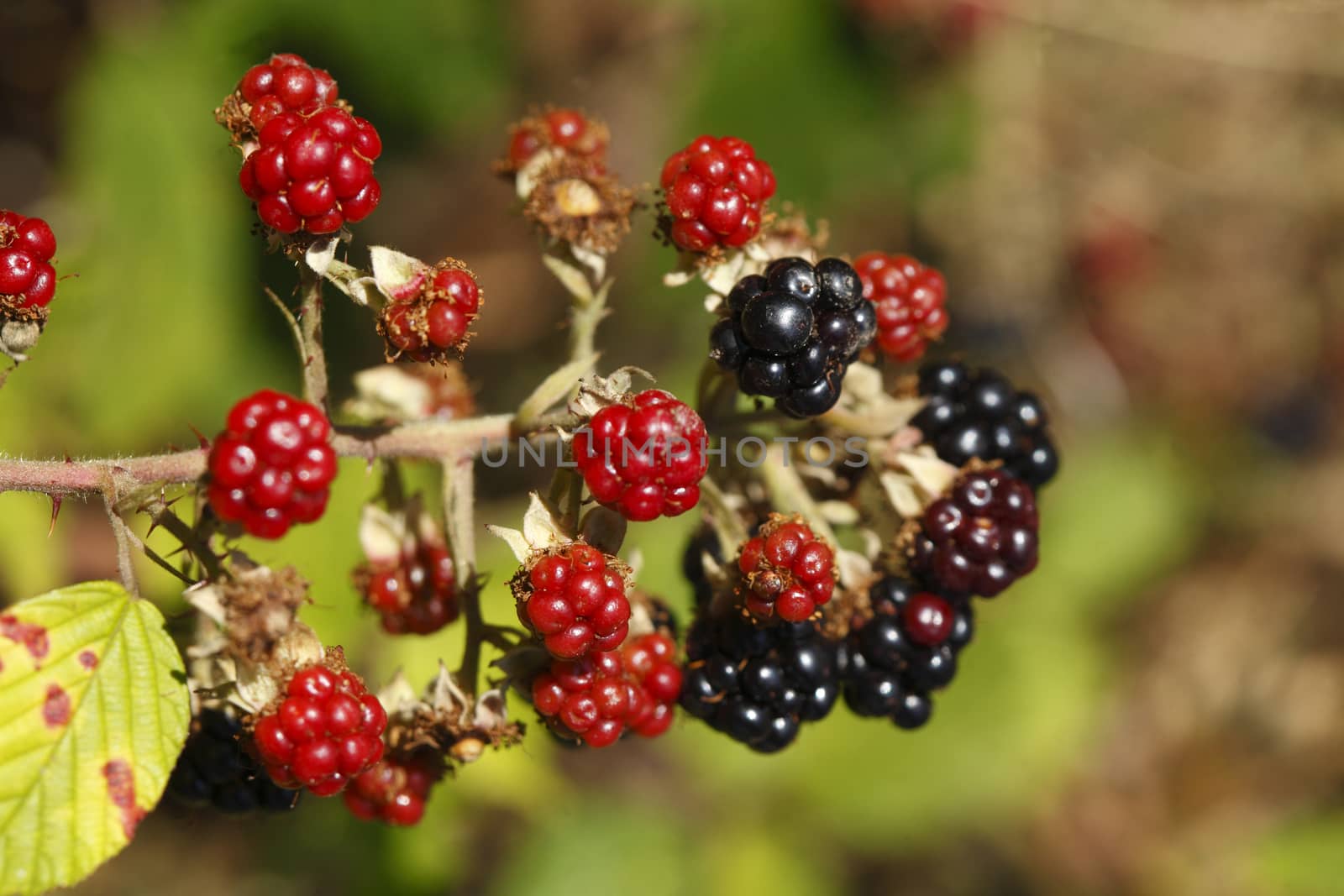 Blackberries on a Bush